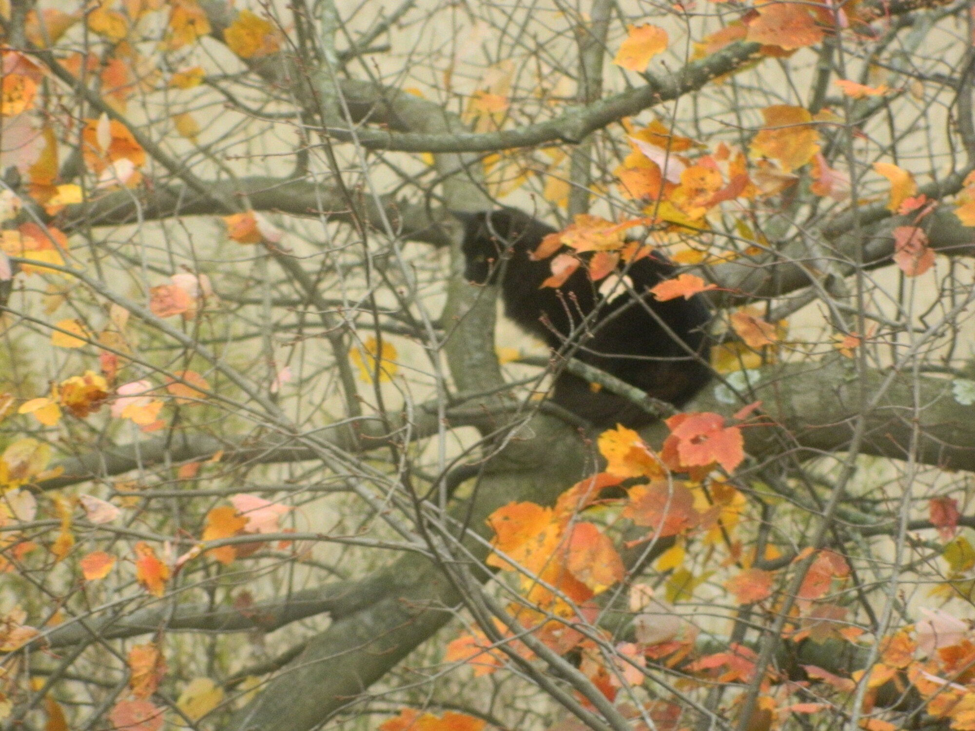 Cat in maple