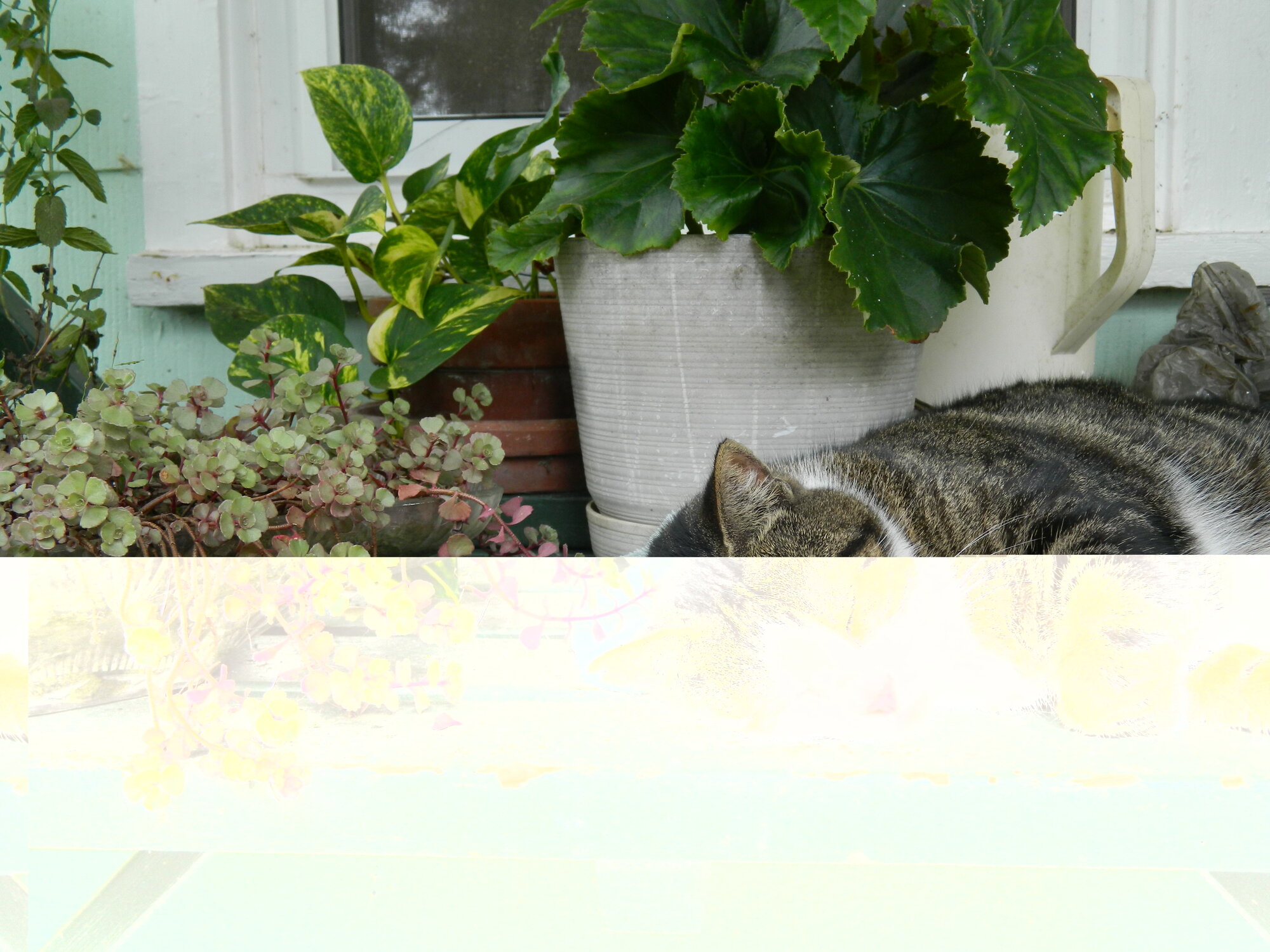 cat nap, cool day