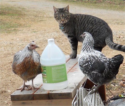 cat vs chicken. the chicken won.