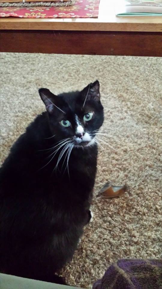 Cat7
