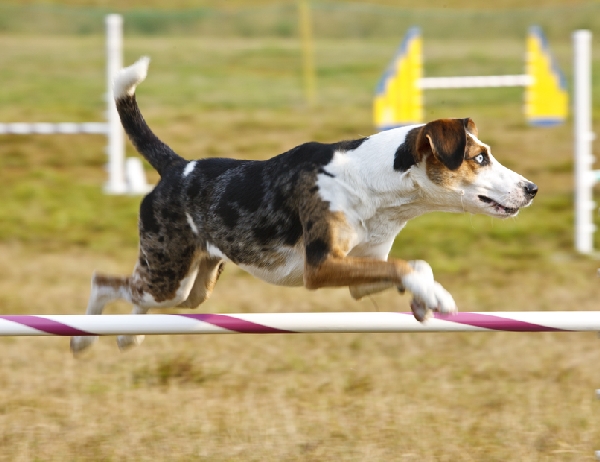 CATAHOULA LEOPARD DOG DEFEATS ALL LEAPS AND BOUNDS