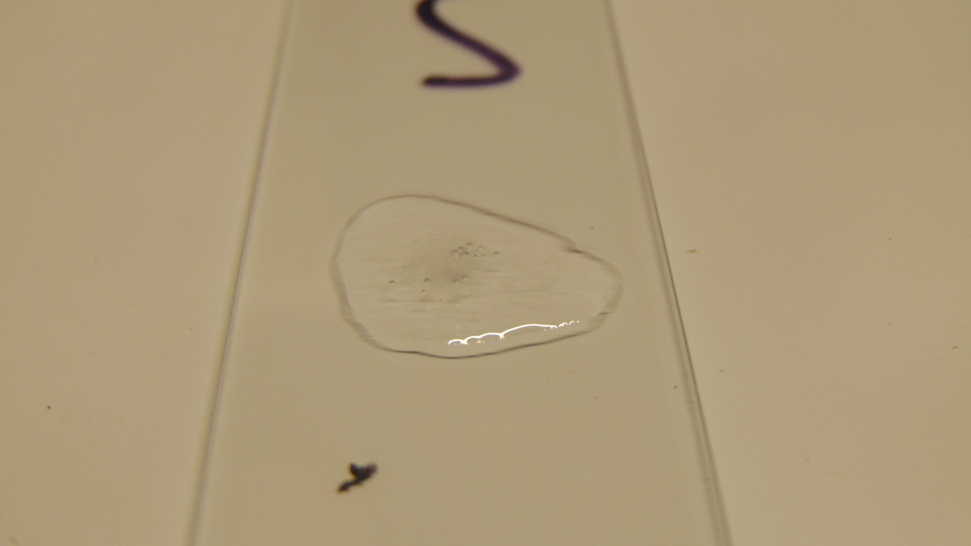 Catalase -ve gram negative