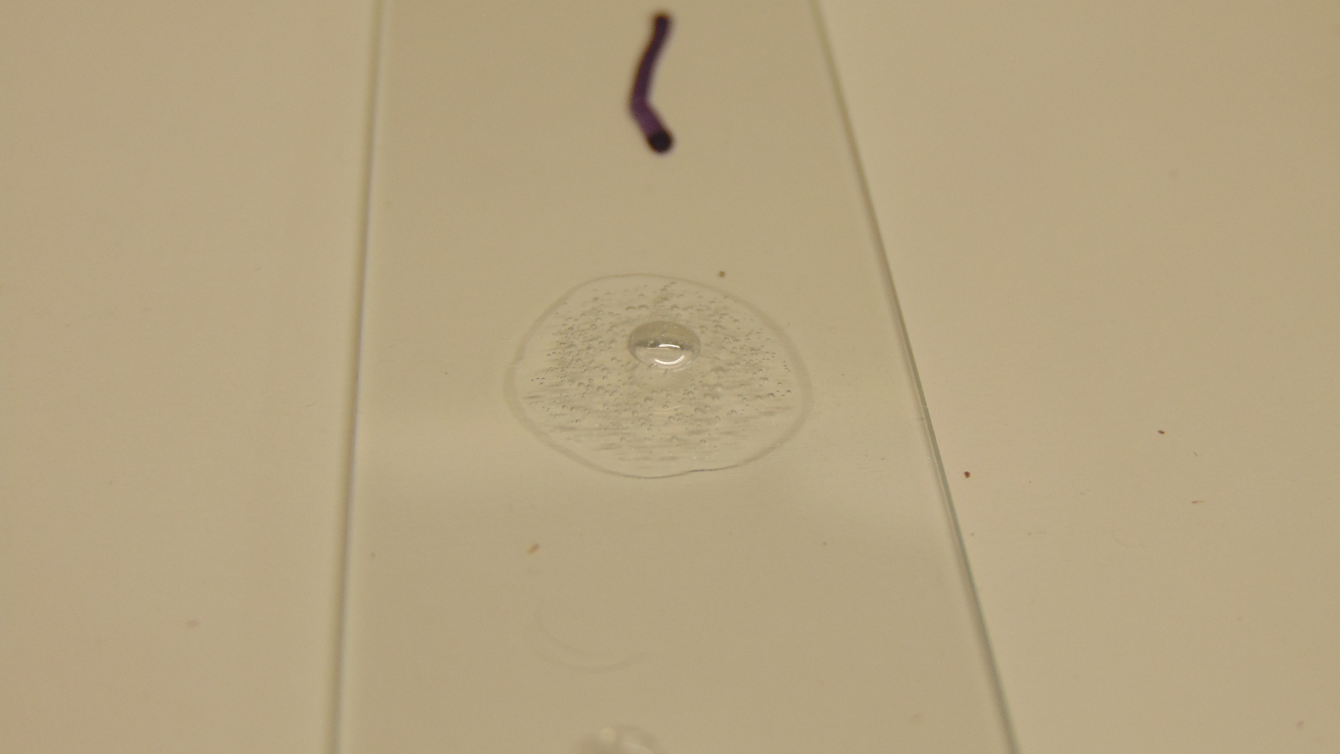 Catalase +ve gram positive