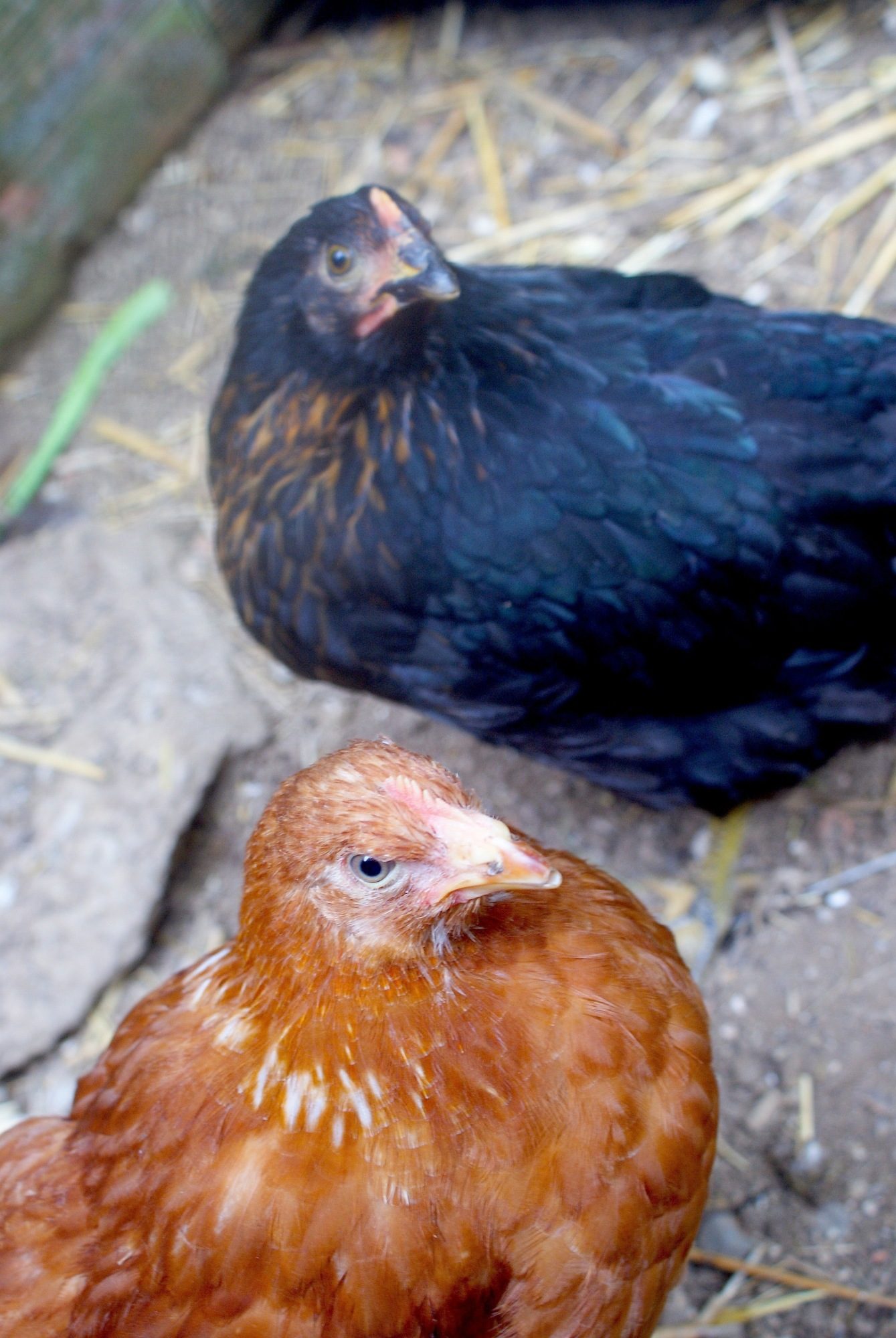 Catarina and Gertrud wondering if there are treats hidden in the camera...
