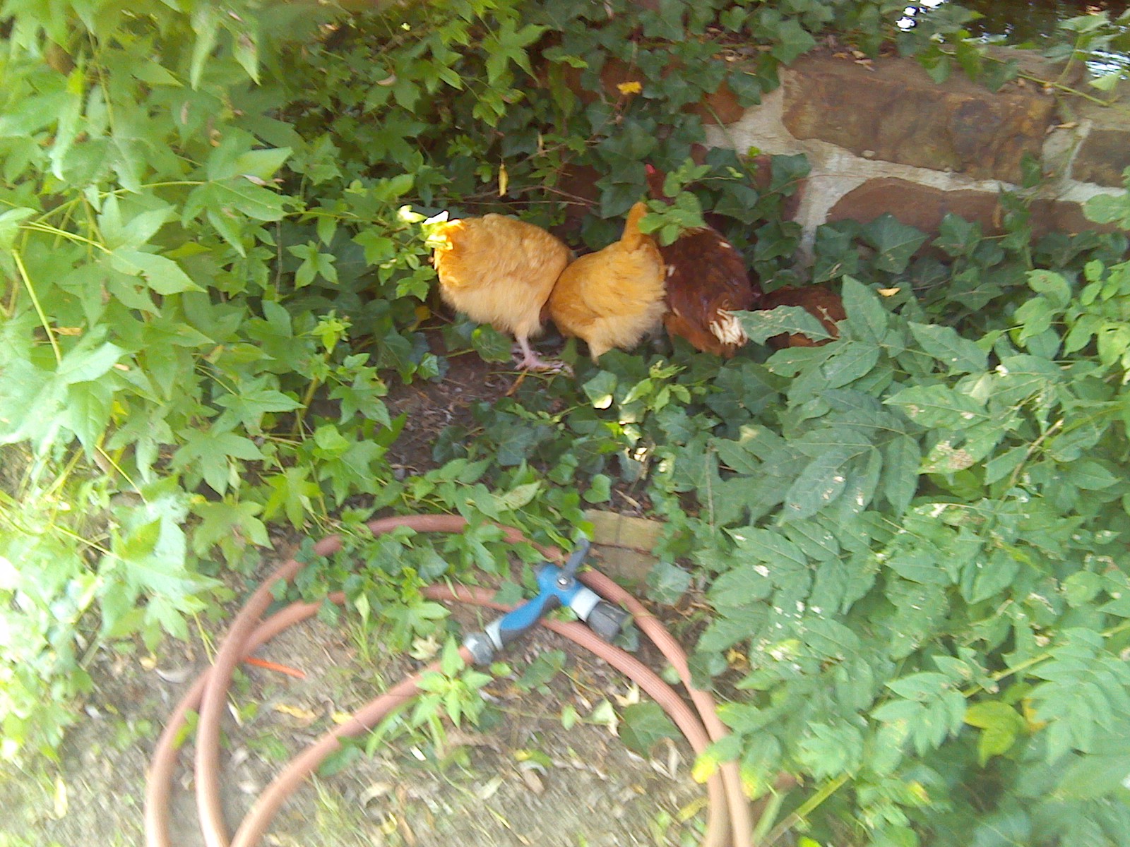 catching bugs by the pond