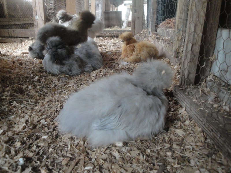 Catdance Lavender pullet chilling in the barn. Four months old July 2013