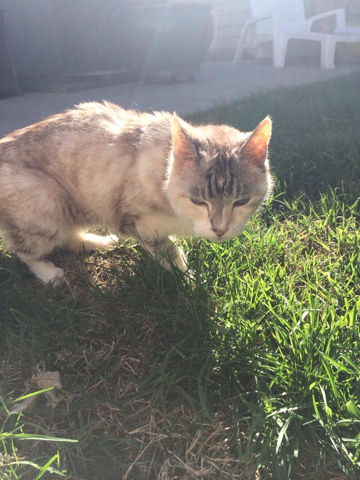 Catherine the kitty, 18 years old.