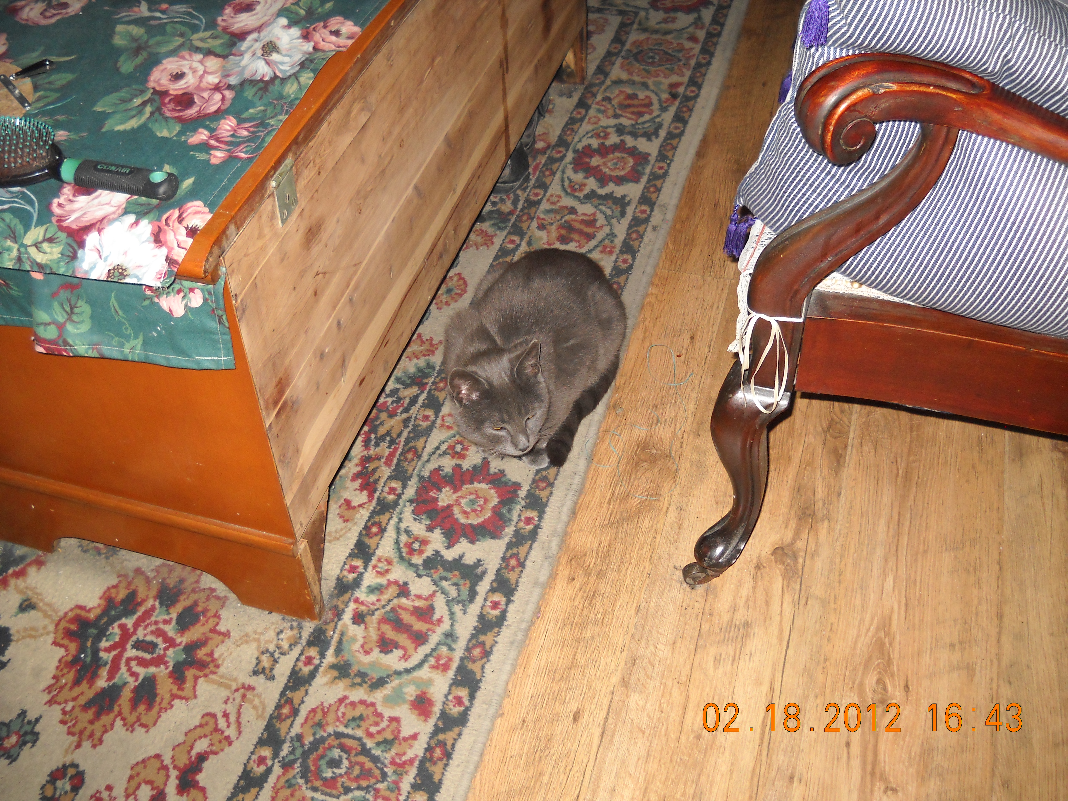 Cats everywhere.