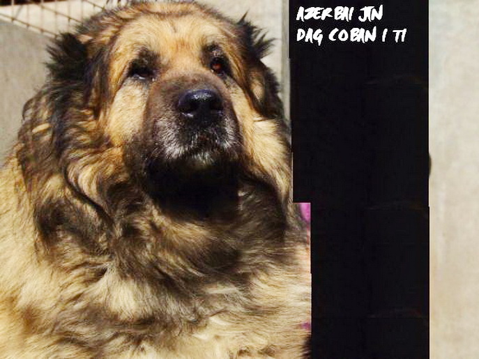 Caucasian Shepherd Dog
Парий
 Azerbaijani: Qafqaz çoban iti
Kafkas Çoban Köpeği
Azerbaijan Dag iti 
سگ قفقازی