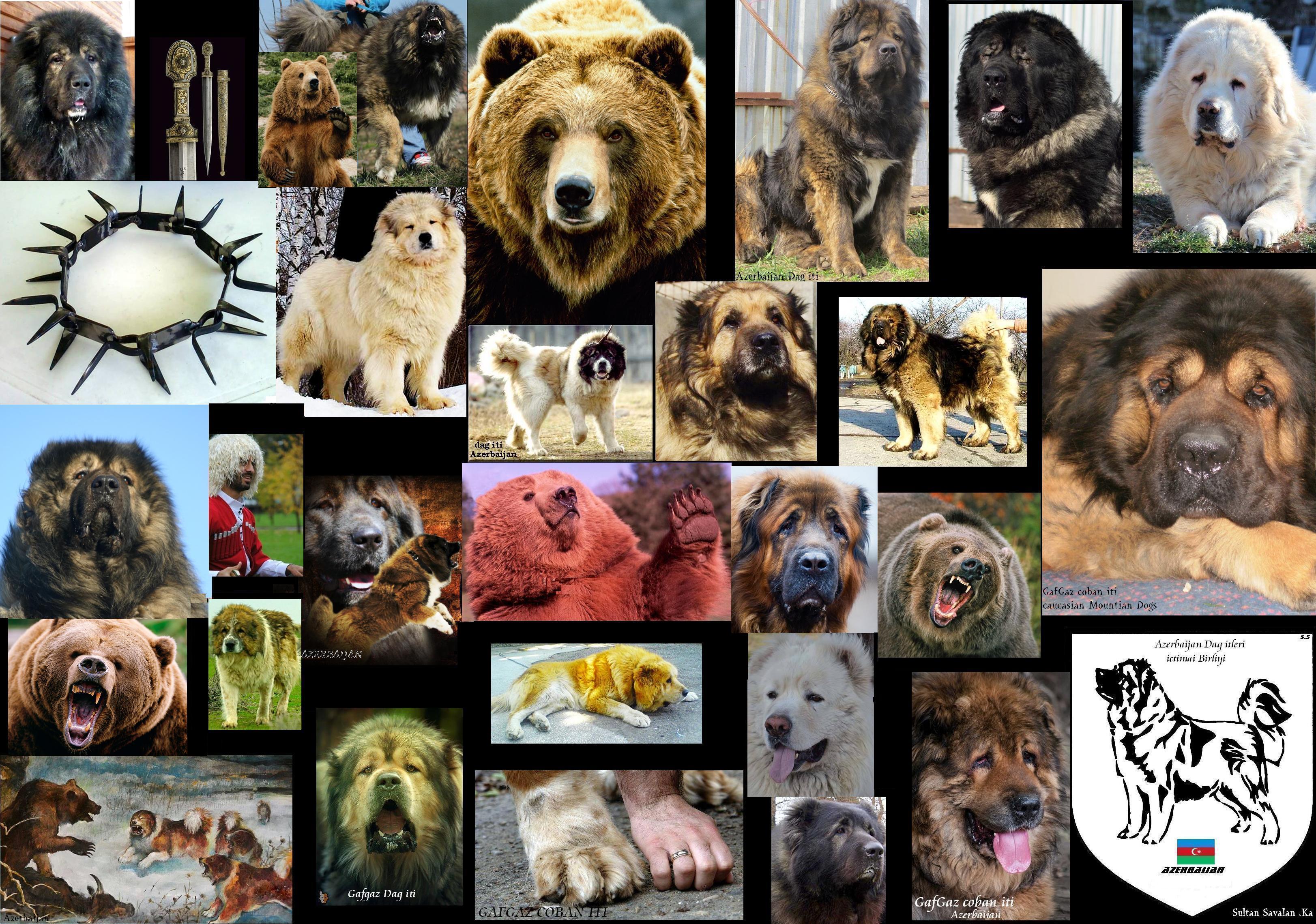 Caucasian Shepherd Dog
Парий
 Azerbaijani: Qafqaz çoban iti
Kafkas Çoban Köpeği
Azerbaijan Dag iti