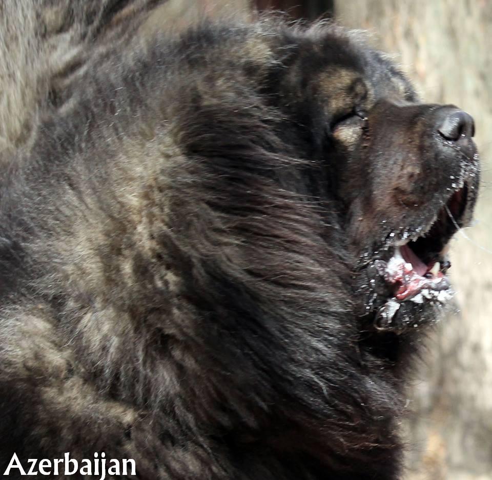 Caucasian Shepherd Dog 
Aboriginal dogs of Azerbaijan
Dog breeds from Azerbaijan
Azerbaijan Sheep Dog
Azerbaijan dag iti