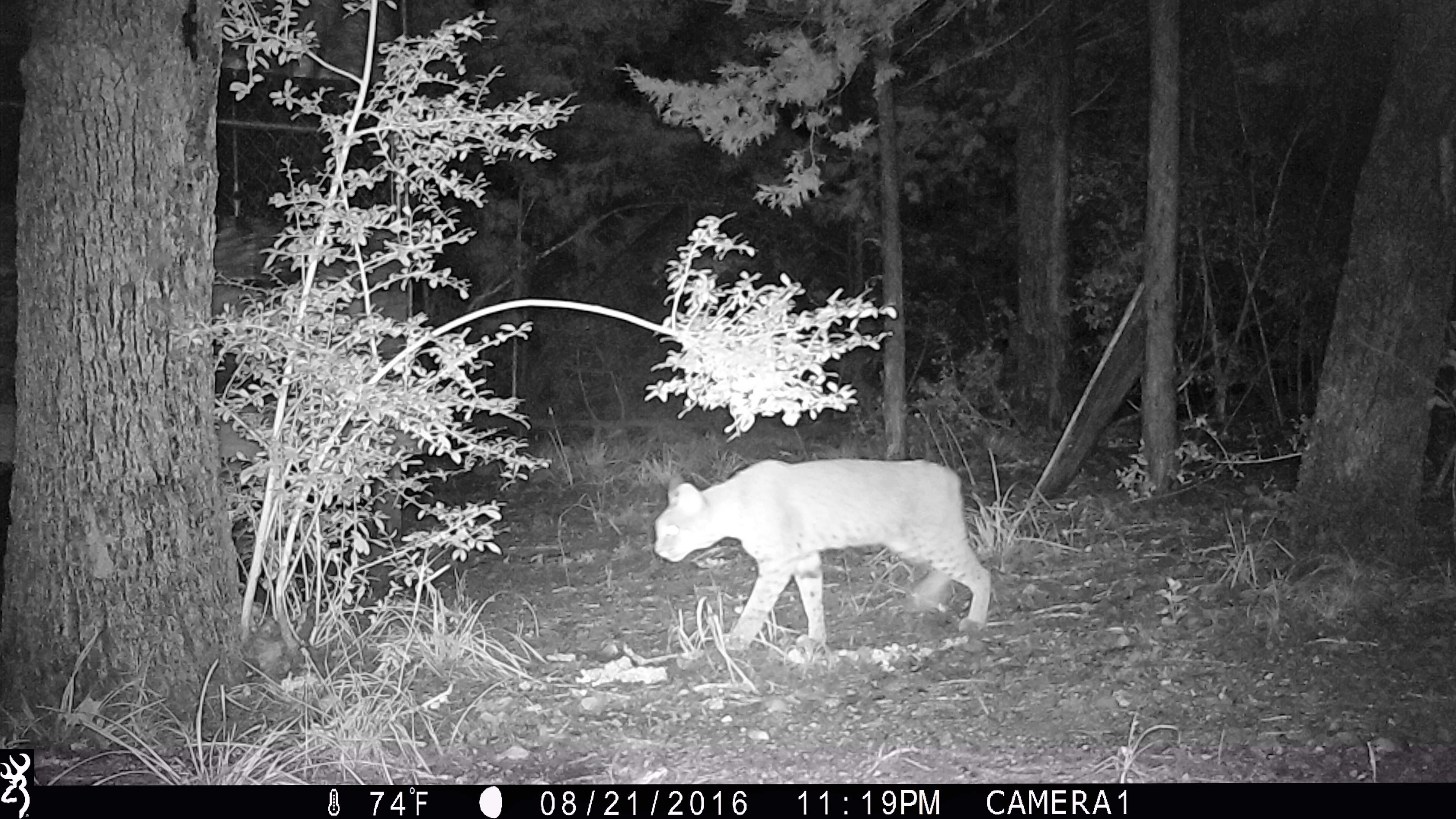 Caught on our game camera 8/21/2016