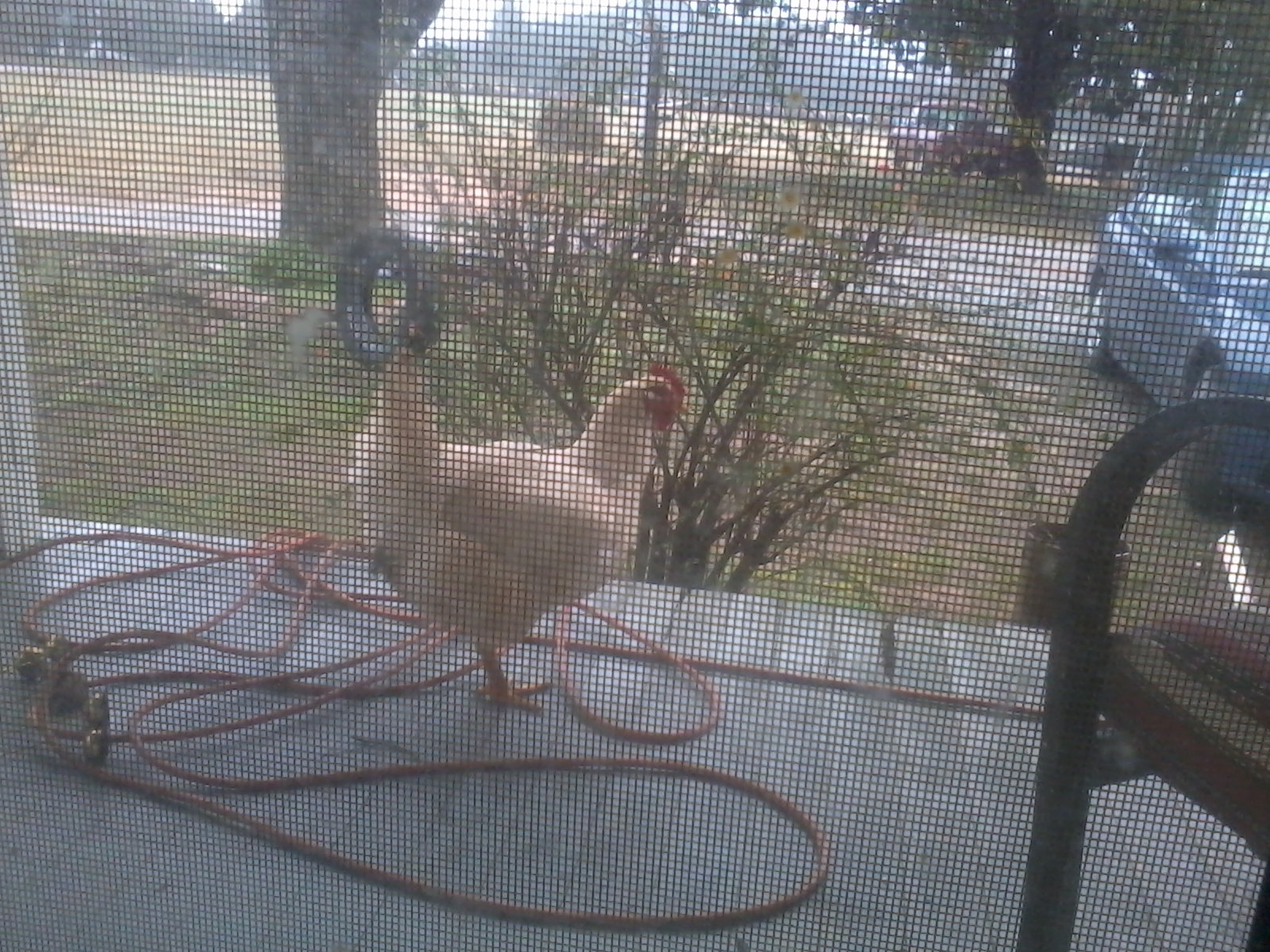 Caught on the porch..Bad chicken!