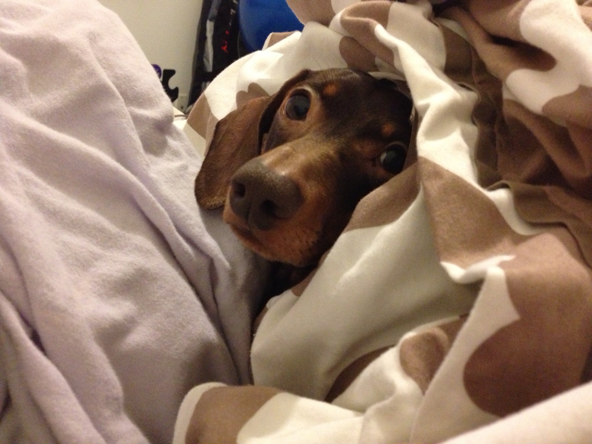 Caught on the spare bed!!!