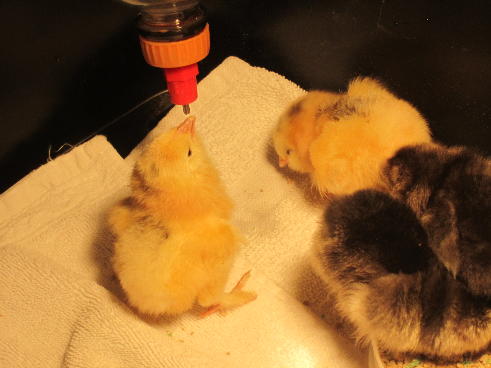 Caught on to the brooder bottle caps right away.