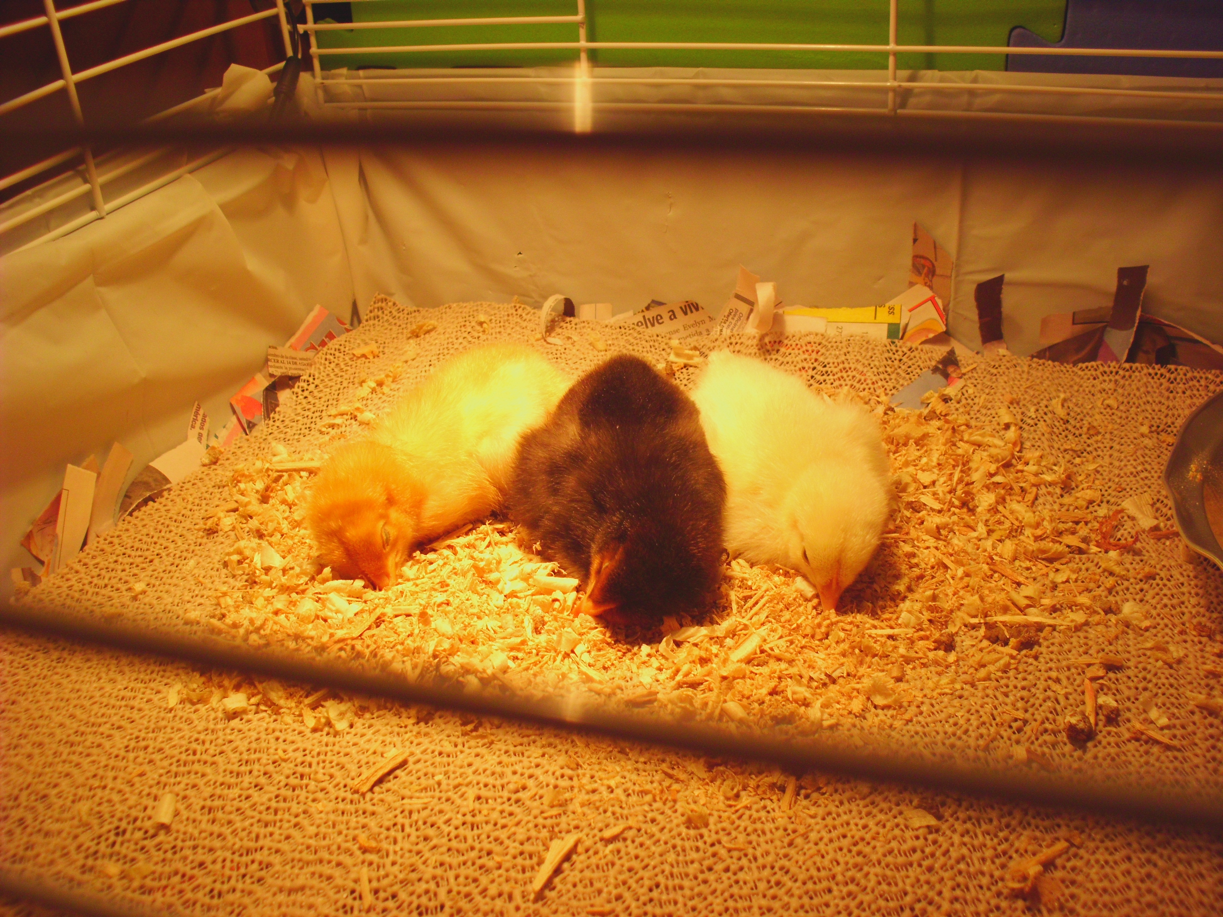 caught the babies sleeping