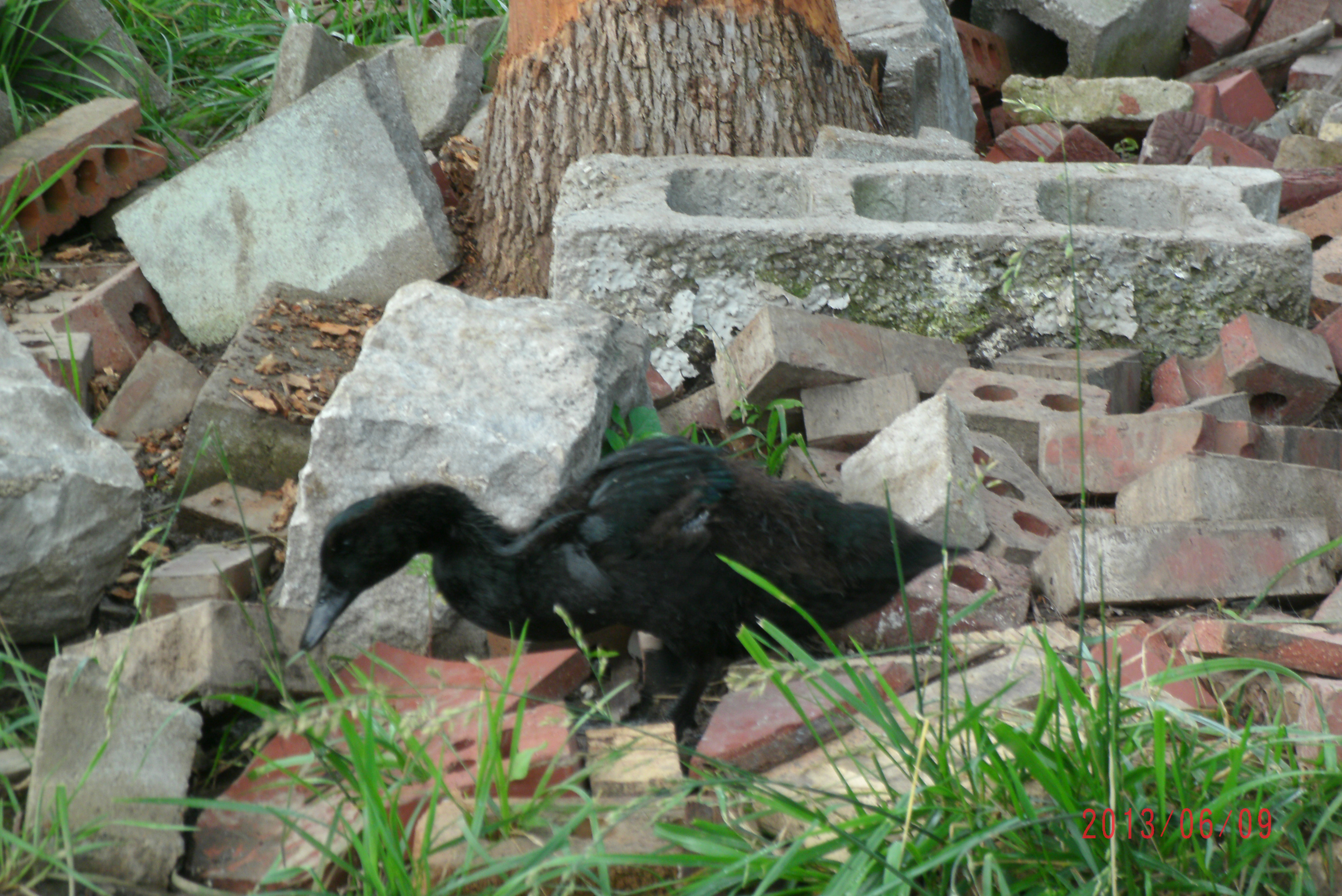 Cayuga  (6weeks old)