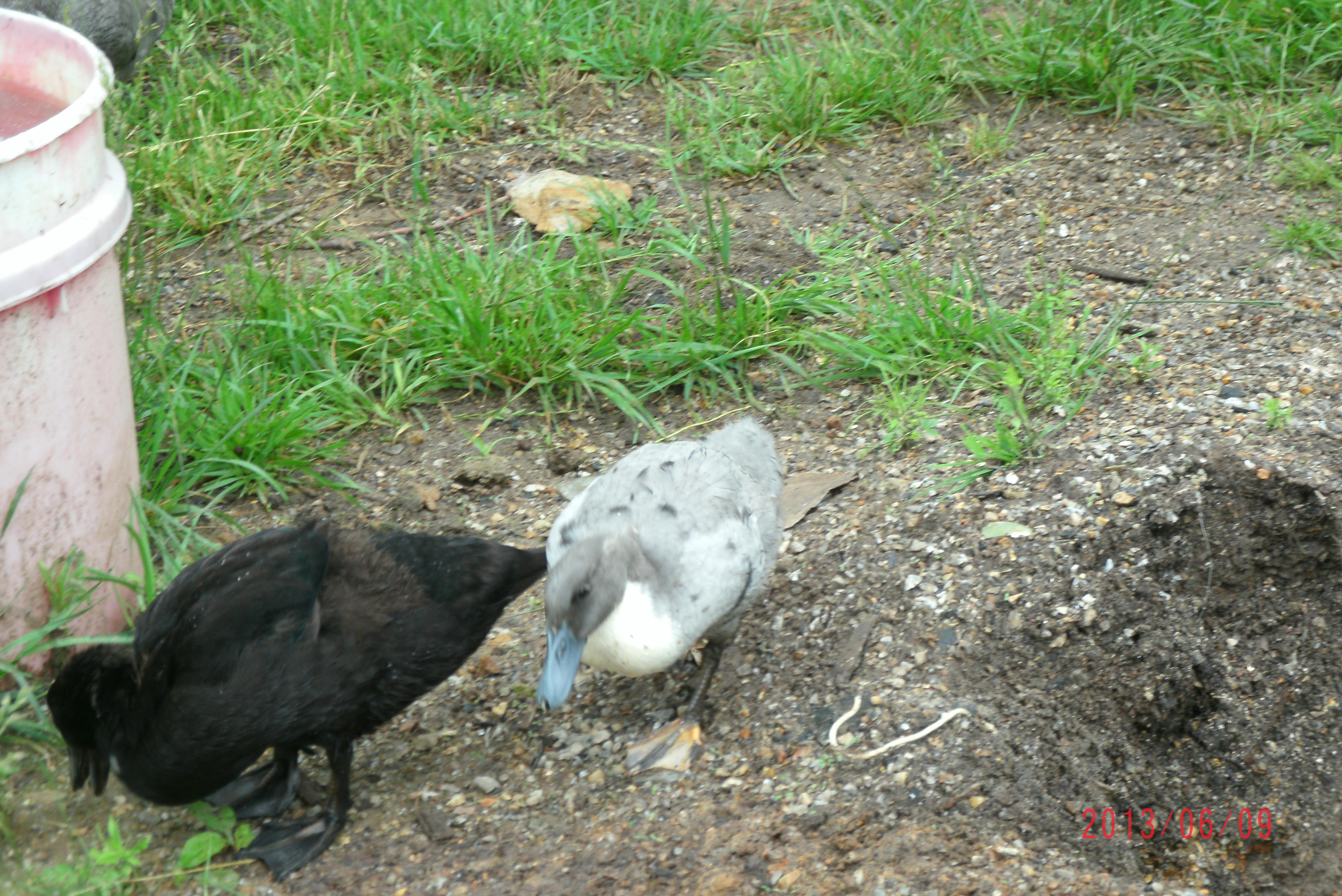 Cayuga and blue Swedish (6weeks old)
