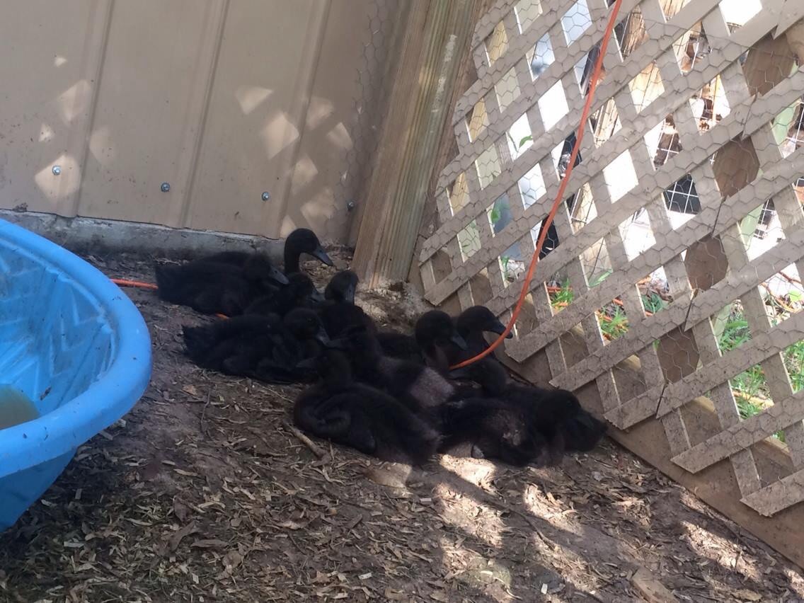 Cayuga ducklings 3 weeks old