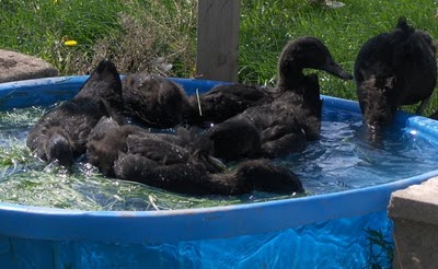 Cayuga ducklings splashin