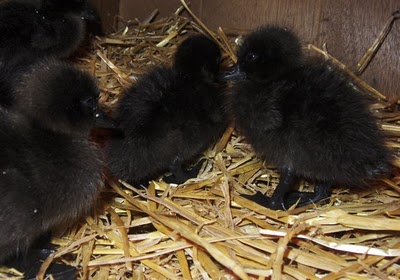 Cayuga fuzzballs