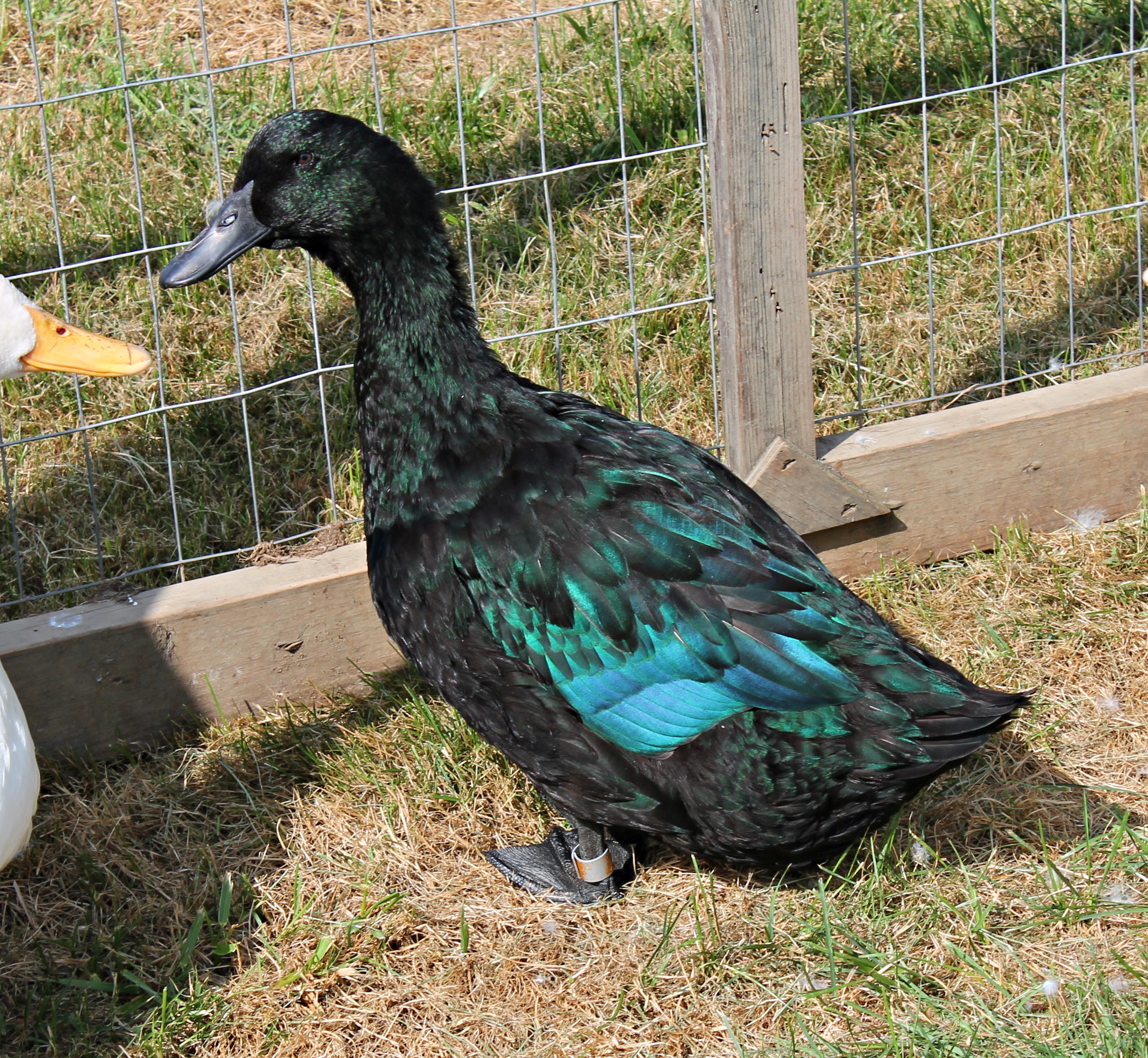 Cayuga molting to fresh plumage. Wings have molted and grew back in, now she is molting her body feathers!