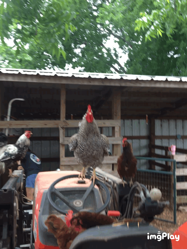 CBCF3FDB-BEAA-4728-BE25-918A0BA6B0EF.gif
