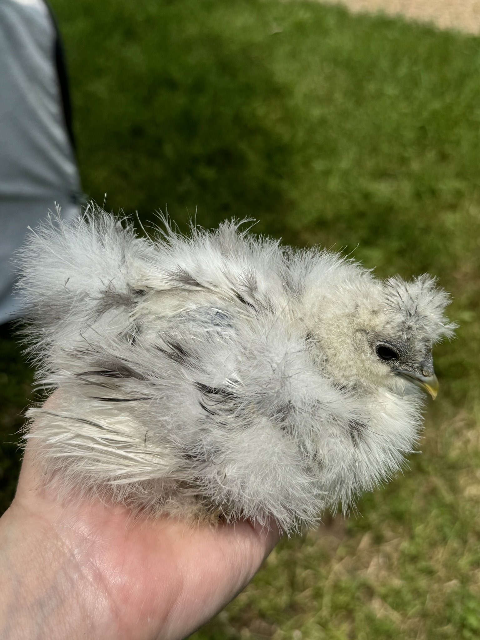 CC - Chelsey Chicken