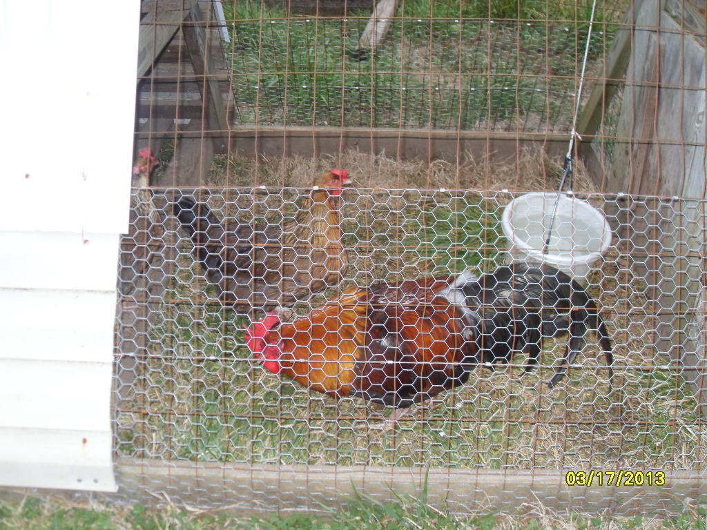 "CC" - CiCi and his hens, who are also out of Chuck and the Red hens.