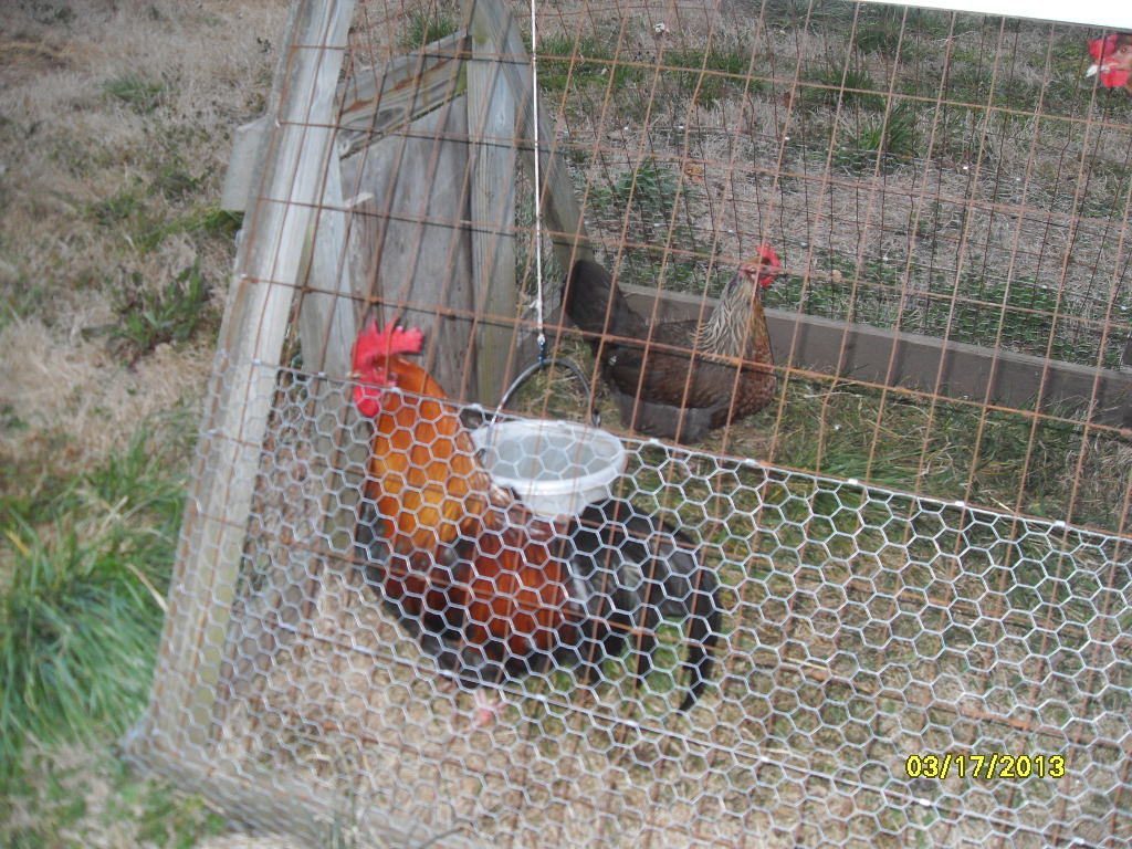 "CC" - This ended up being the only San Hill offspring kept from the 2012 breeding season.