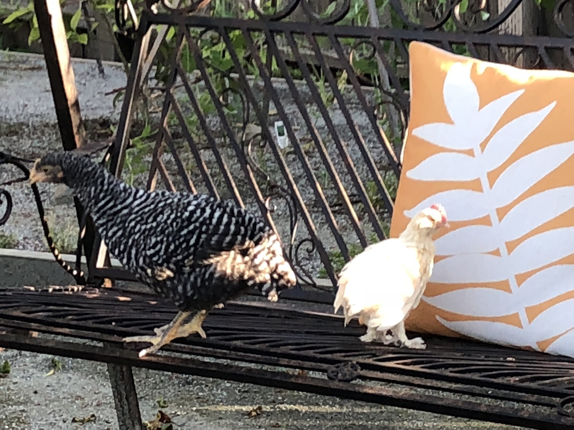 CDA5BC8E-3CE2-47D0-B6A8-4AE5DE18E9C2