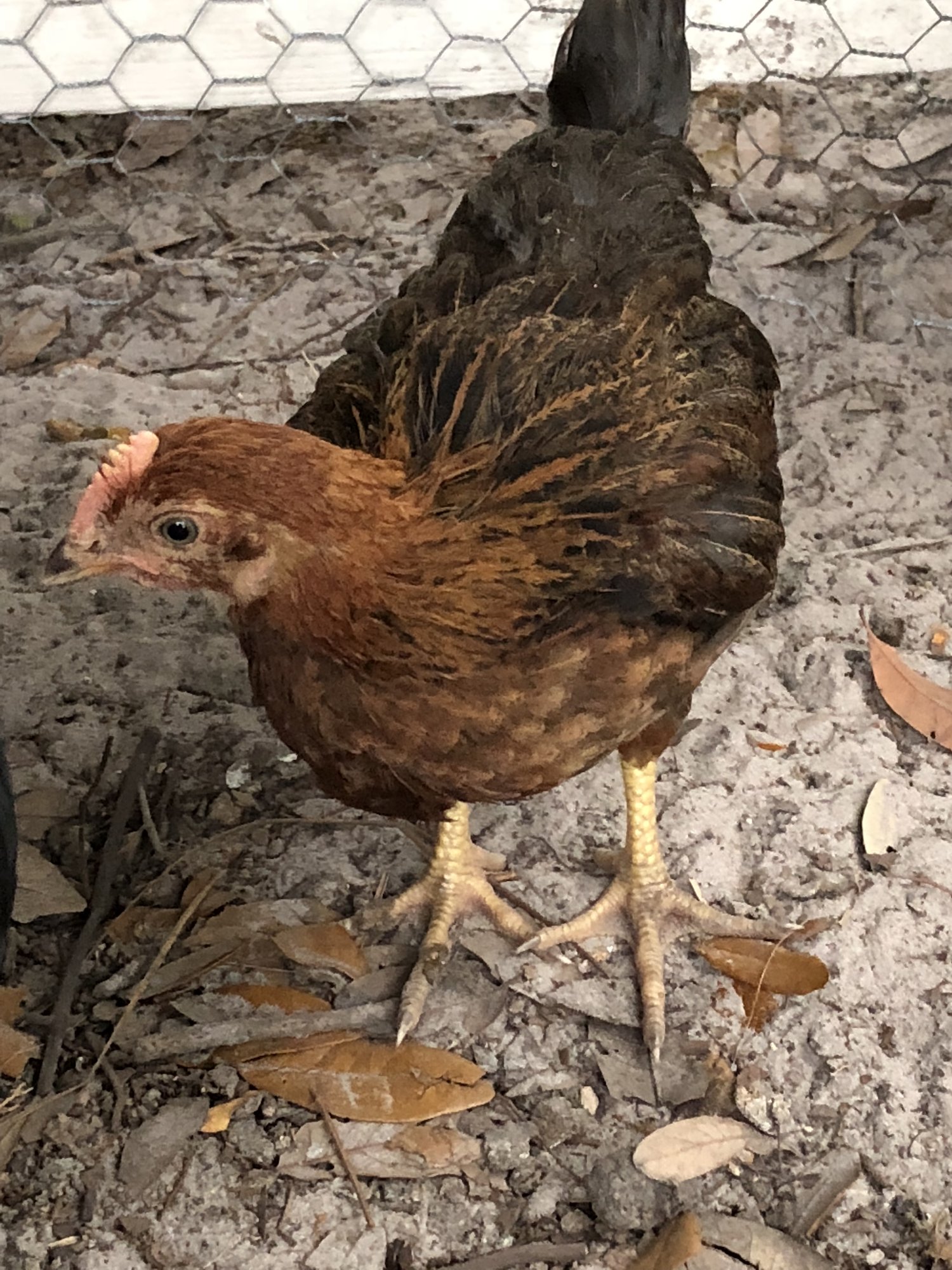 CE871E1A-3B75-4FA2-A5C1-2FEE7B72C6FD