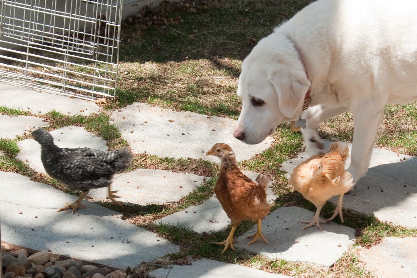 Cecil, Lily, Deloris and Tehya our 11 year old Lab