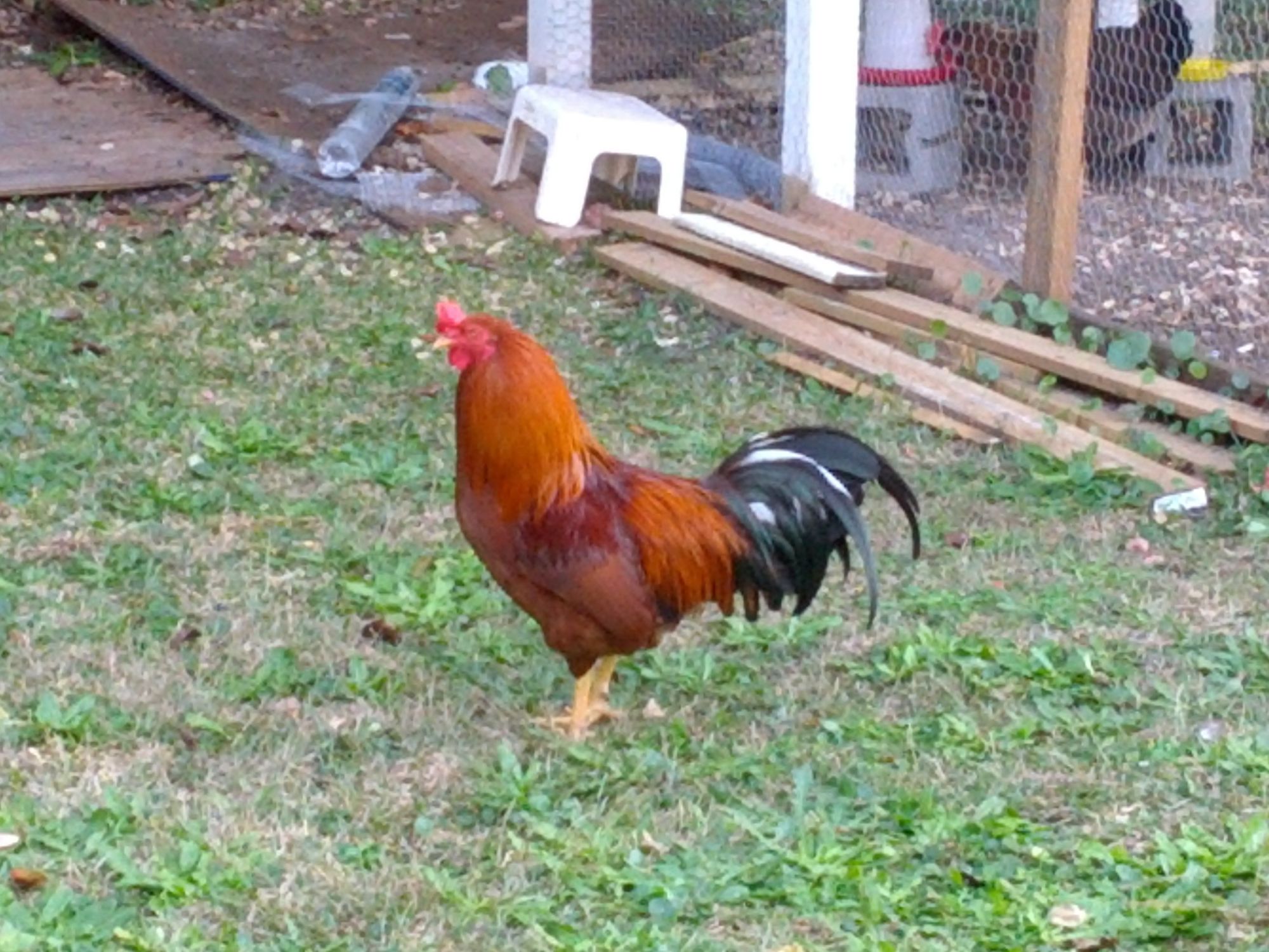 Cecil, my Welsumer rooster