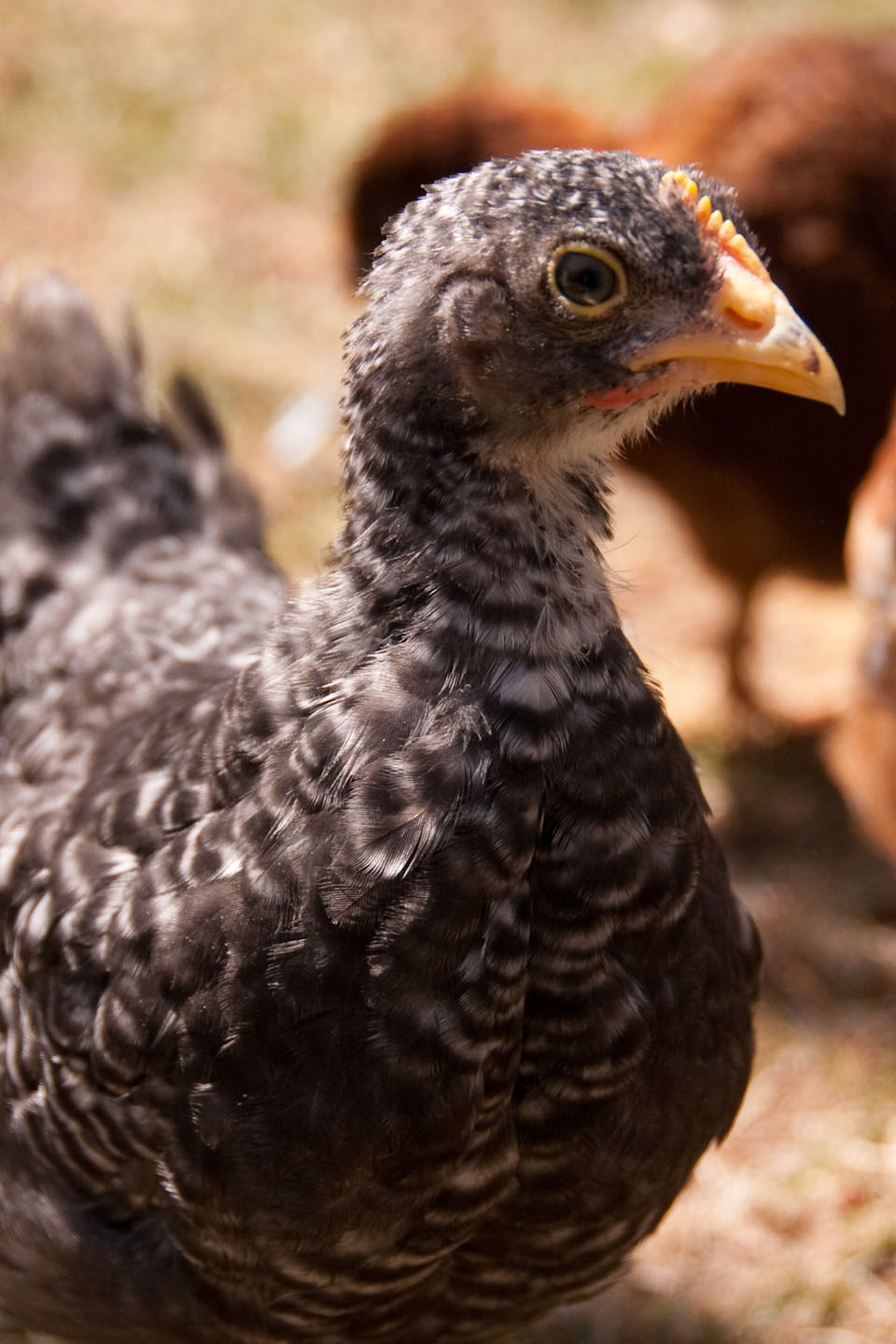 Cecil our Barred Rock Hen