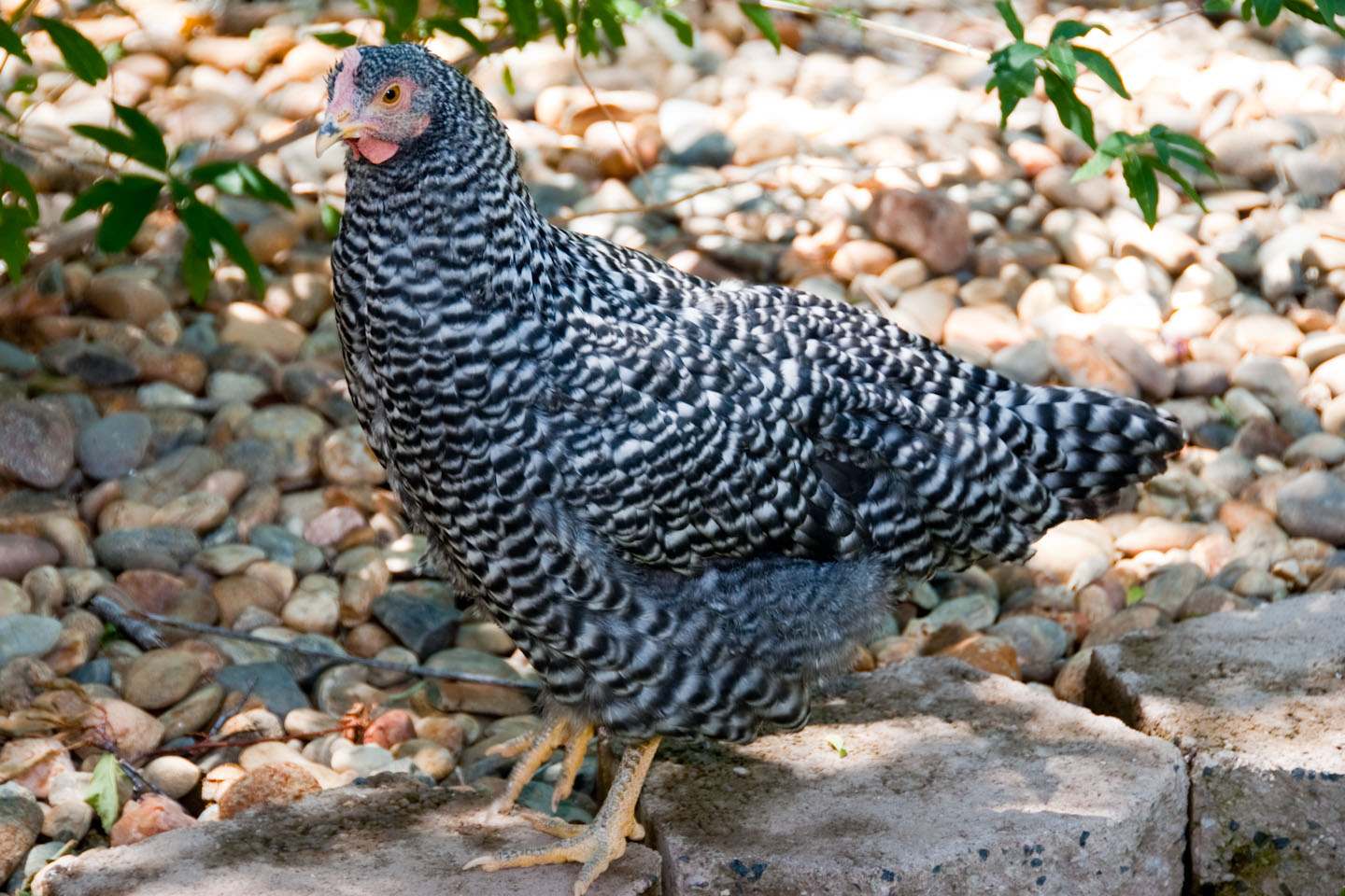 Cecil the Barred Rock-  always first to the camera