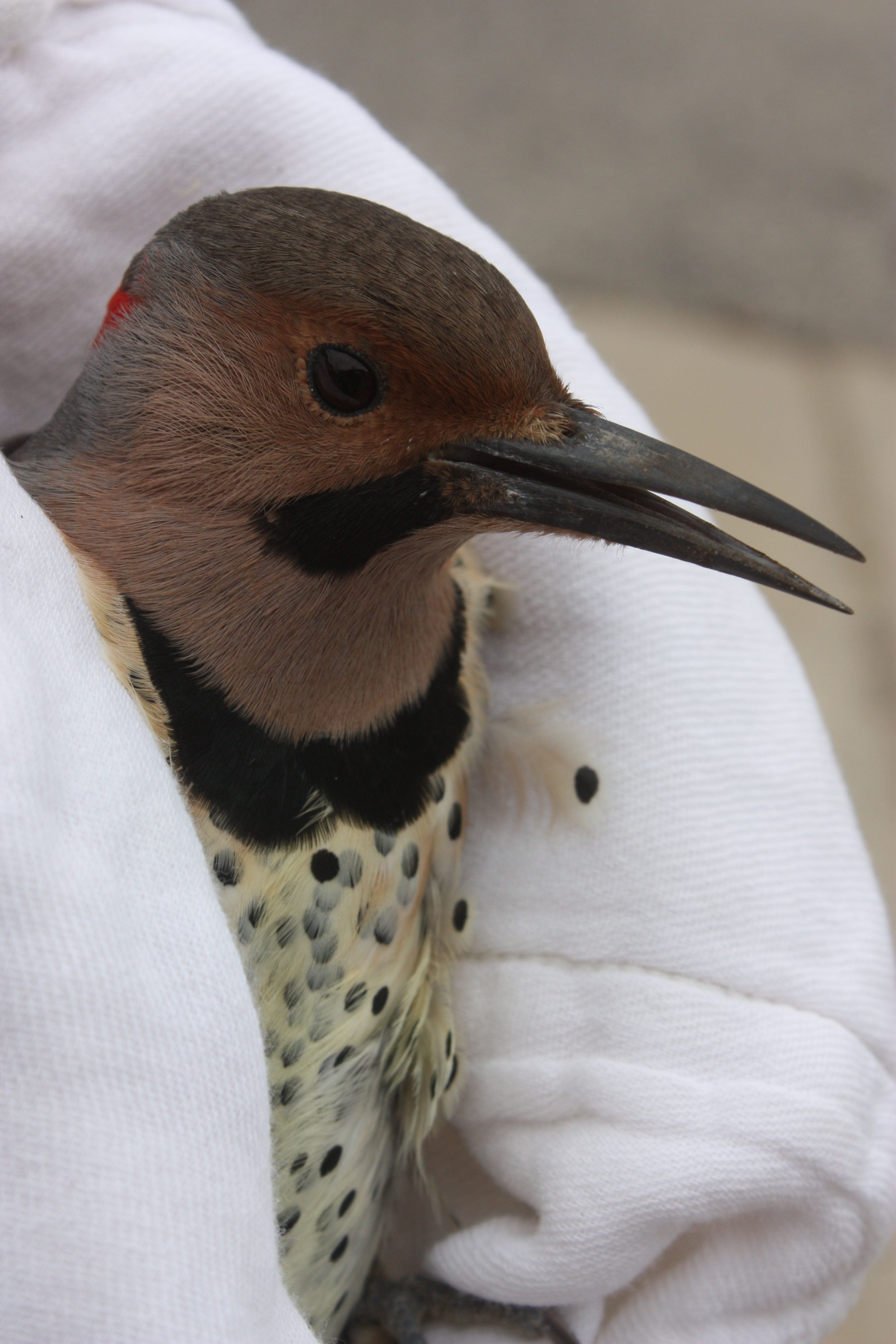 Cedar Waxwing