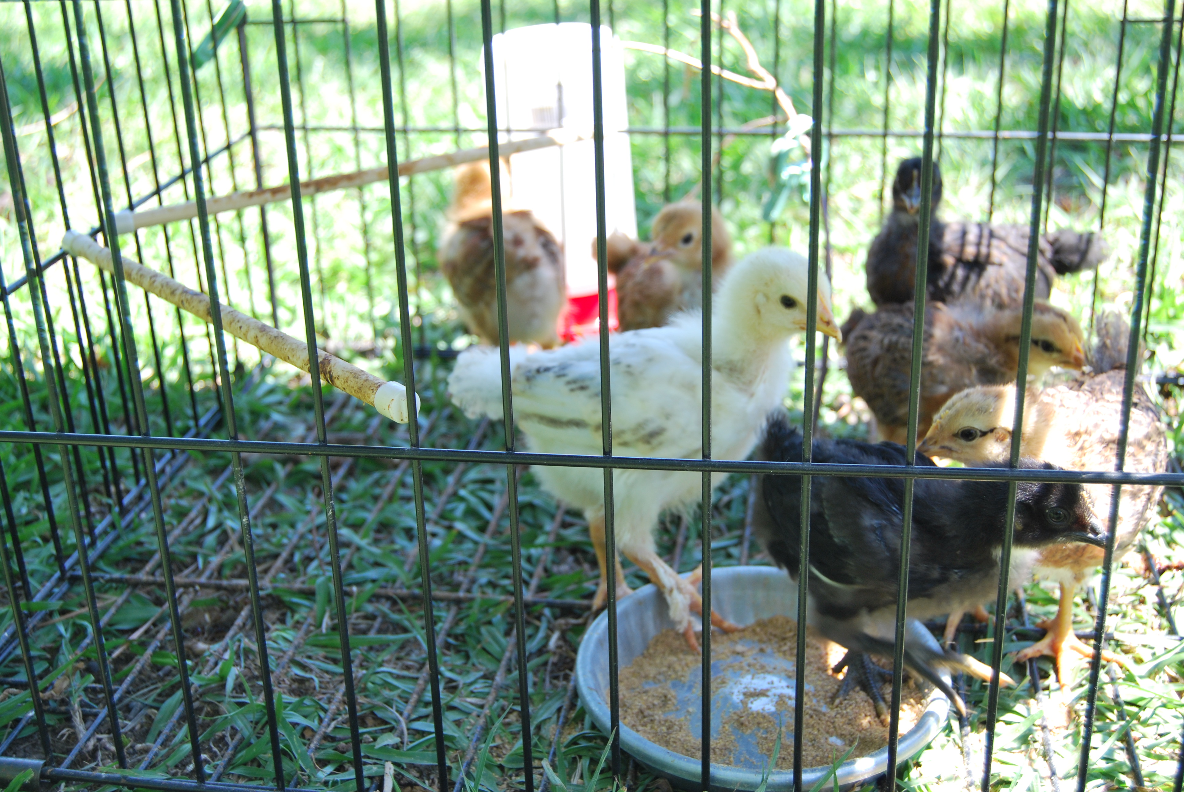 Cee-Lo is the only rooster out of 7 chicks.