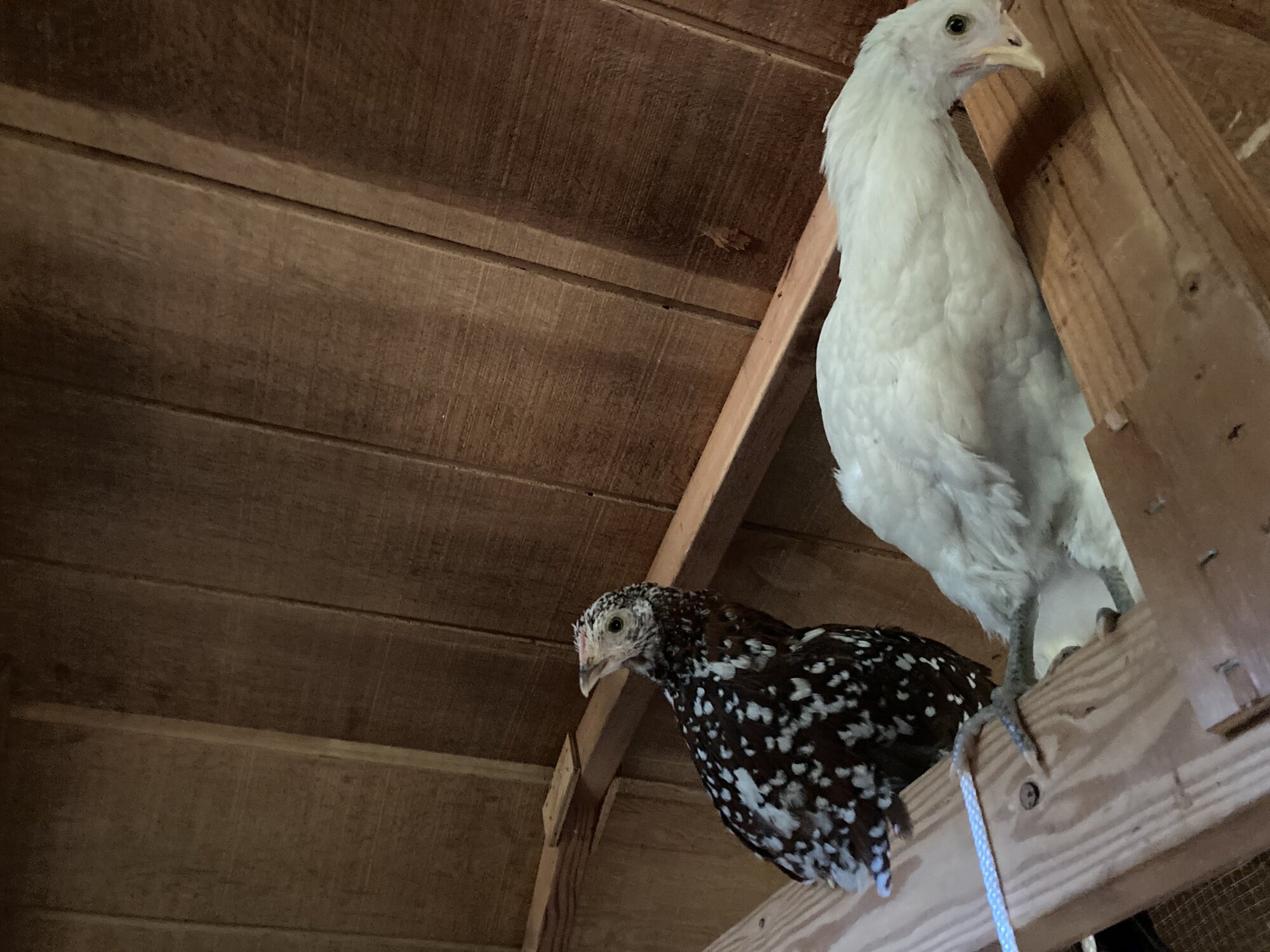 Ceiling chickens 1