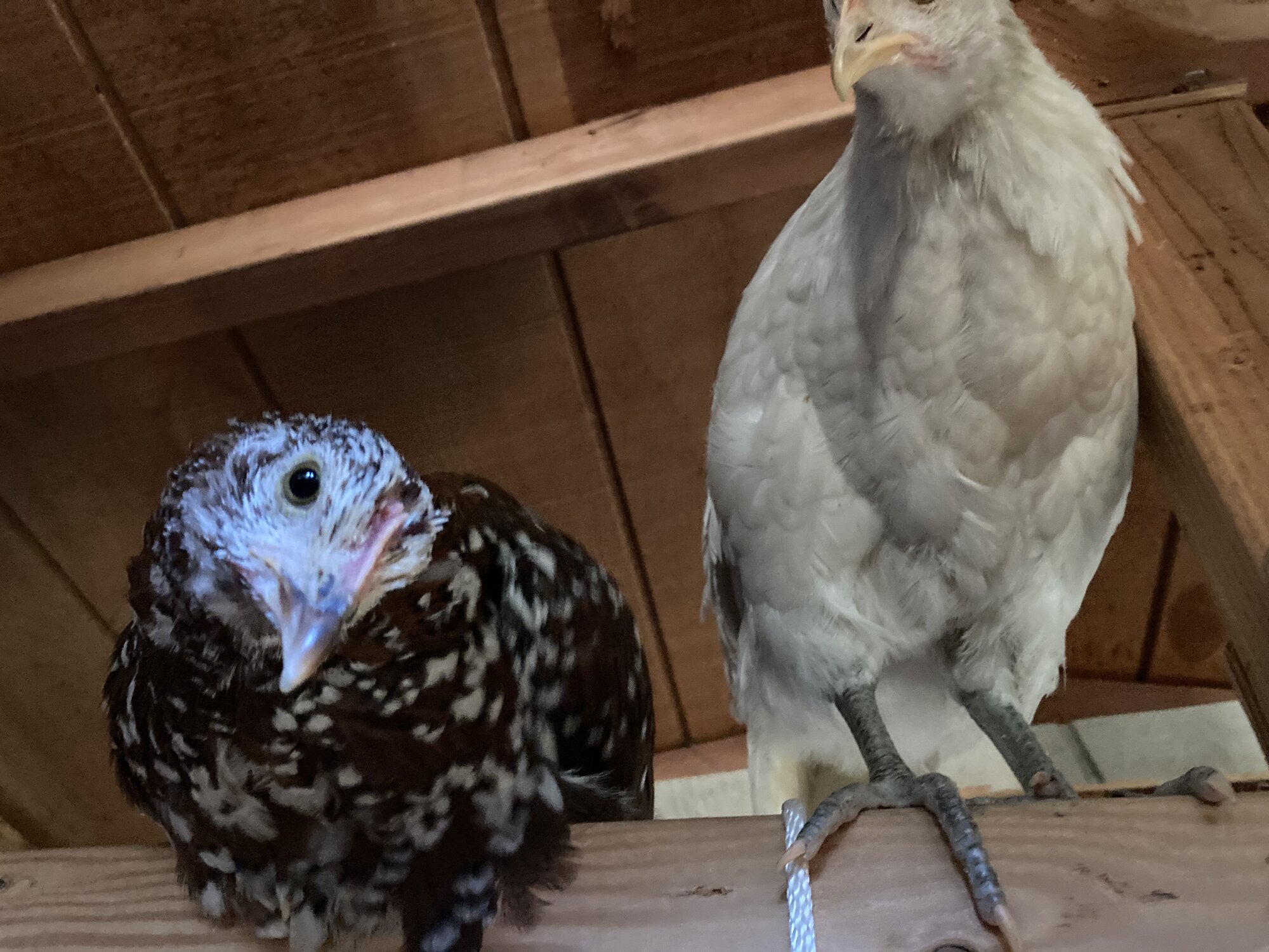 Ceiling chickens 2