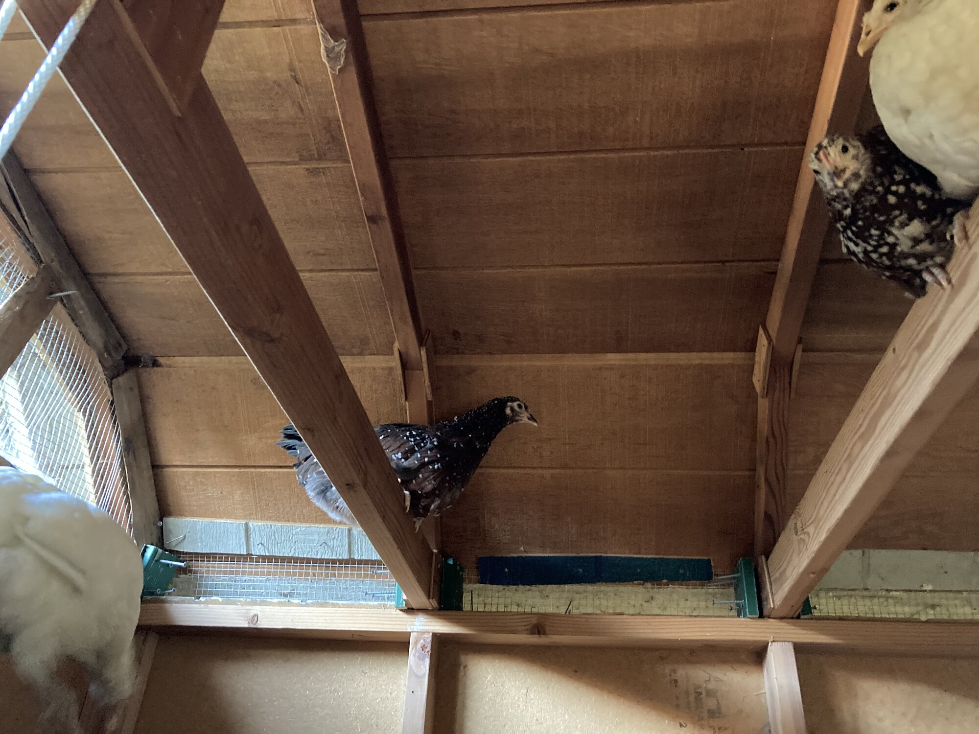 Ceiling chickens 3