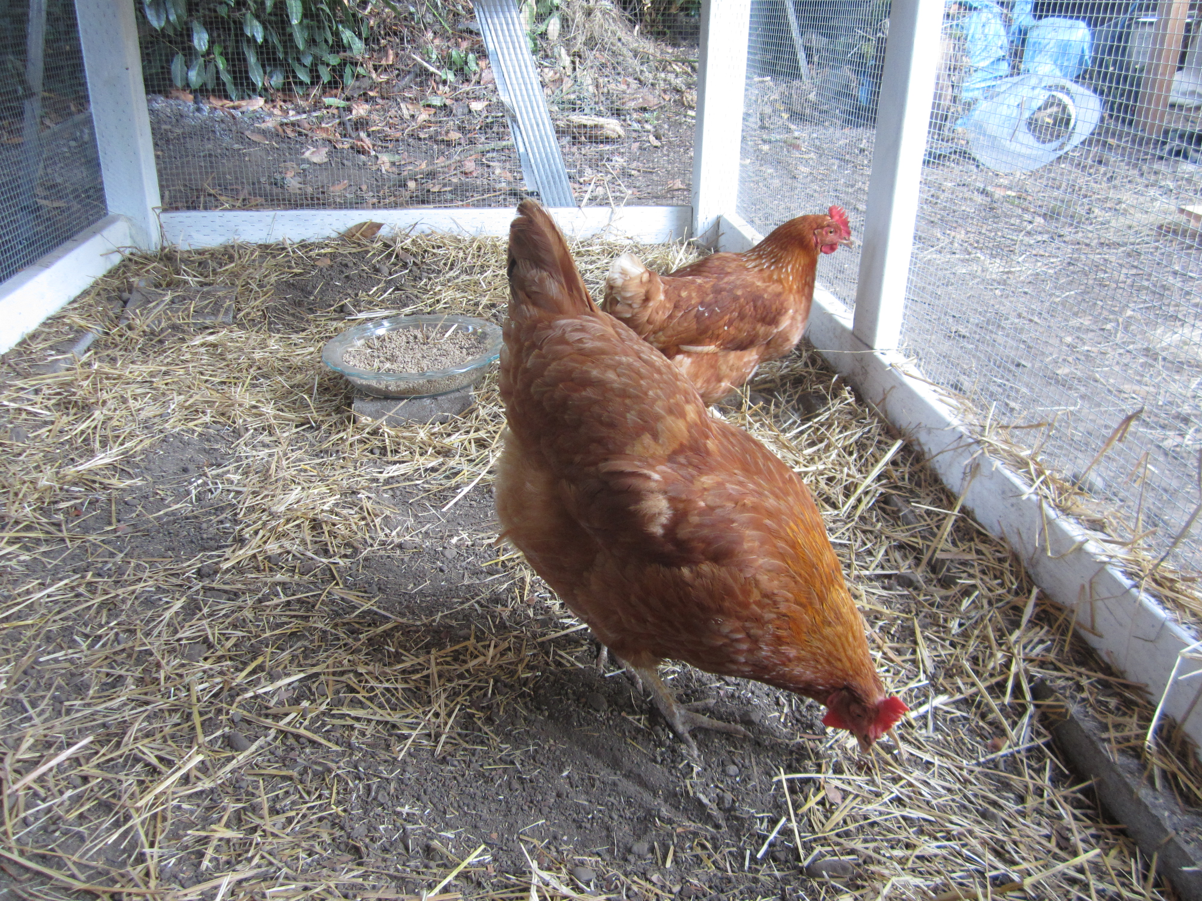 "Celeste" and "Star Burst", our two adult hens we got from a friend who was moving. They have already laid beautiful eggs and are adjusting very well!