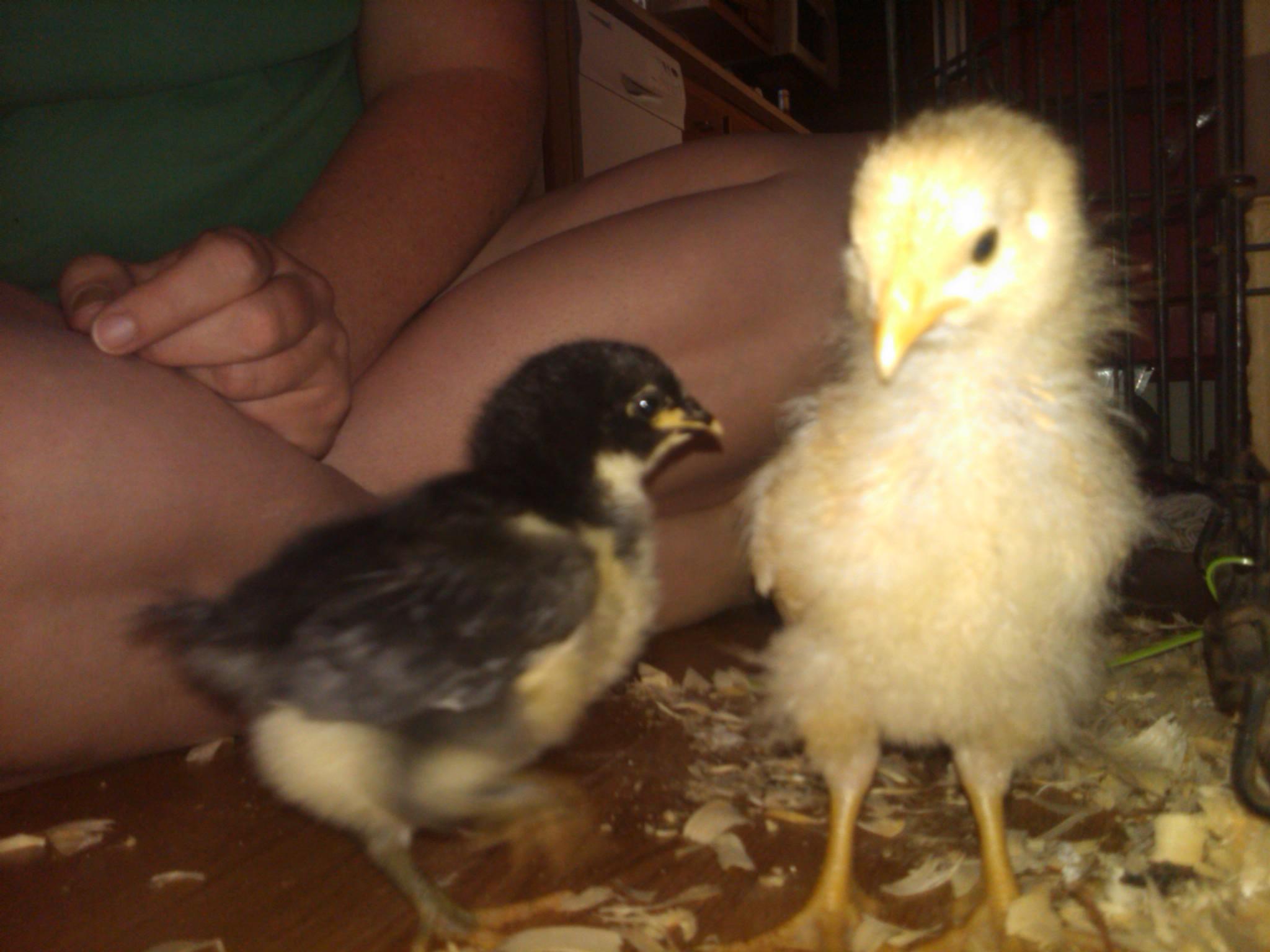 Celia and biscuit