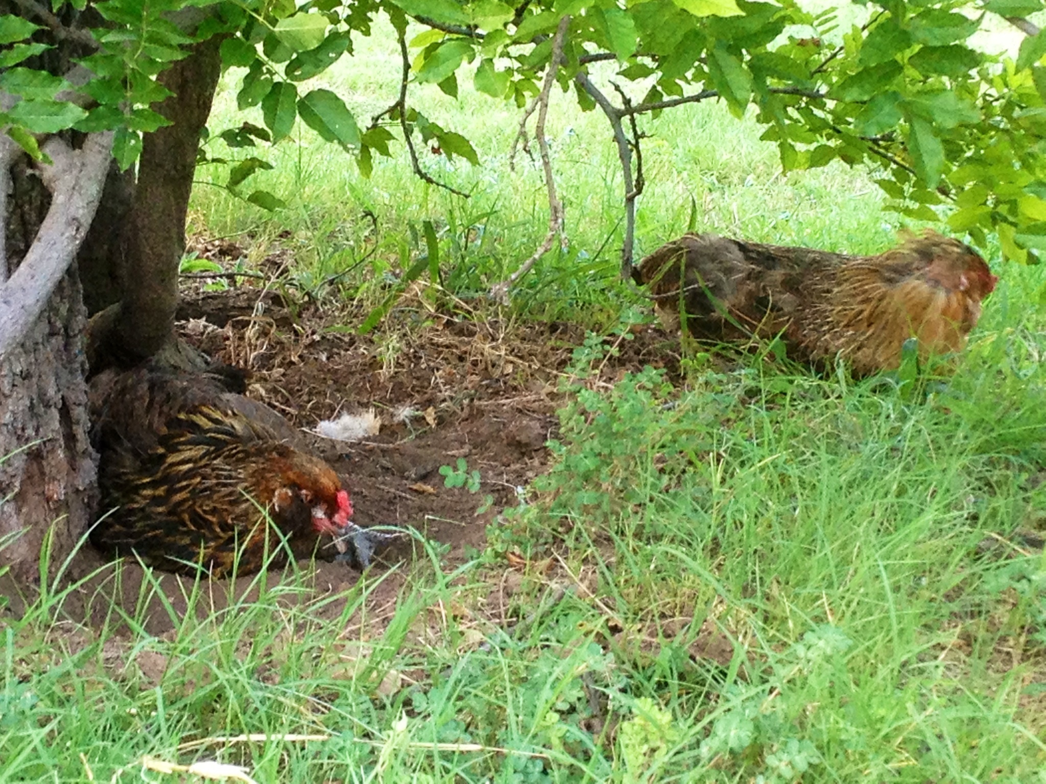 Celly and Americus taking a break under the wisteria.