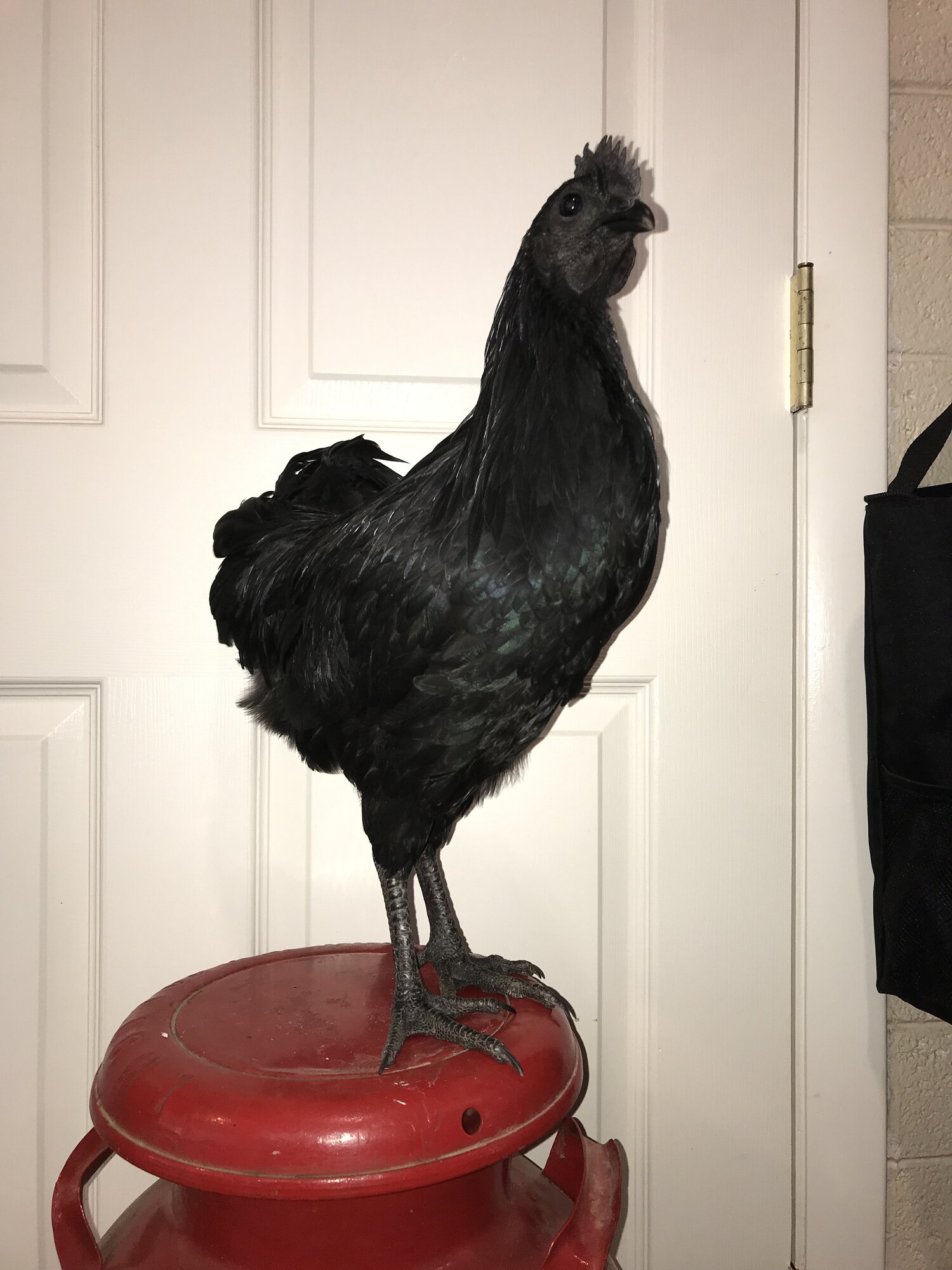 Cemani 1