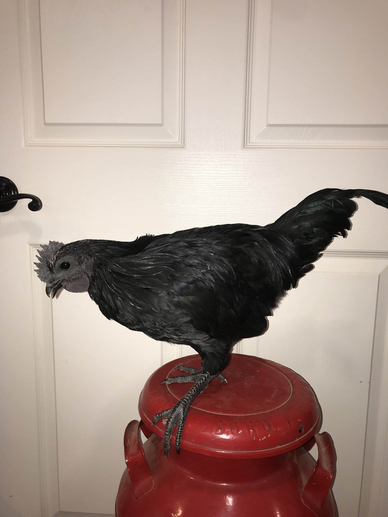 Cemani 2