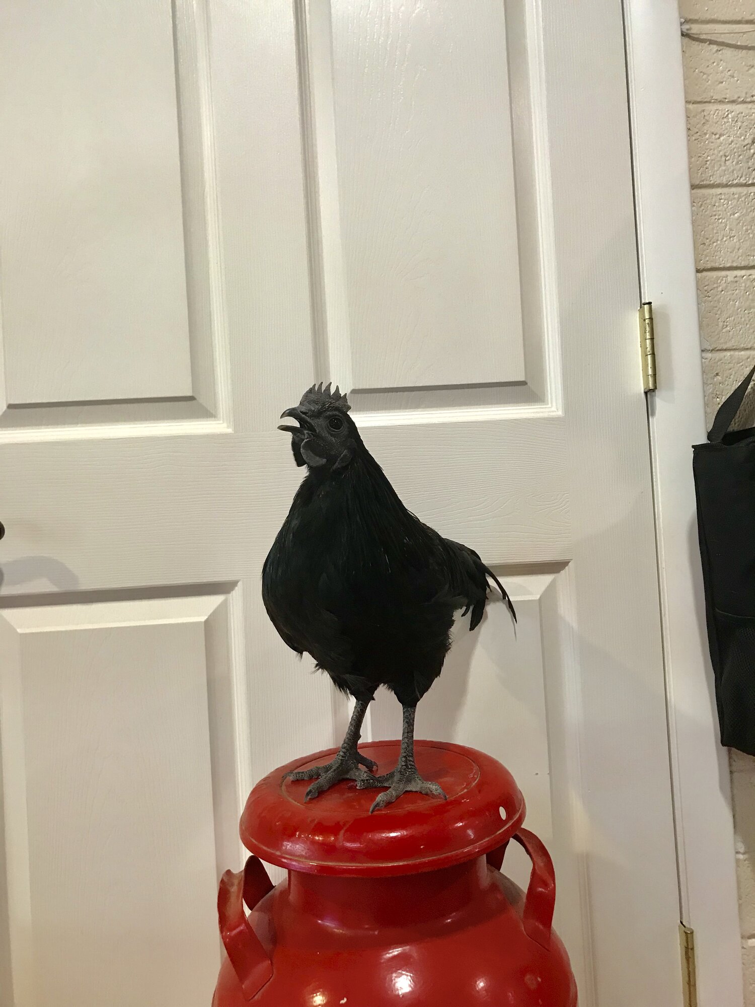 Cemani 2