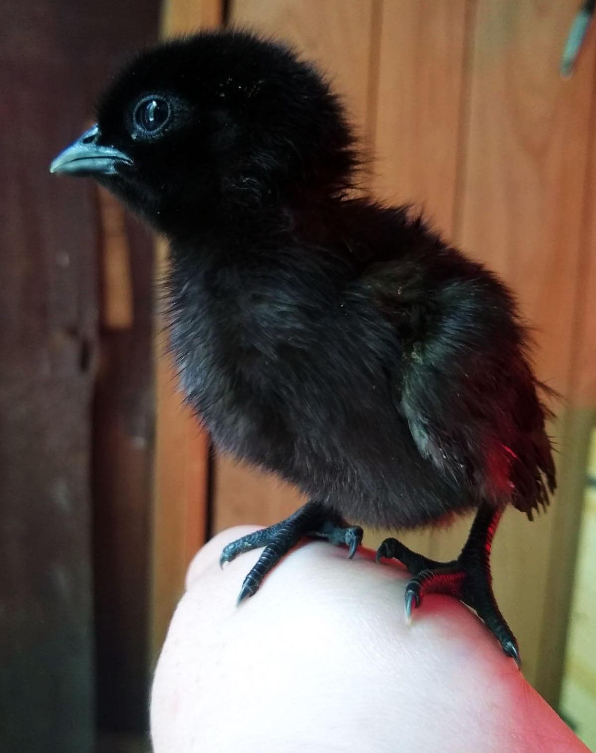 Cemani from goldfeather