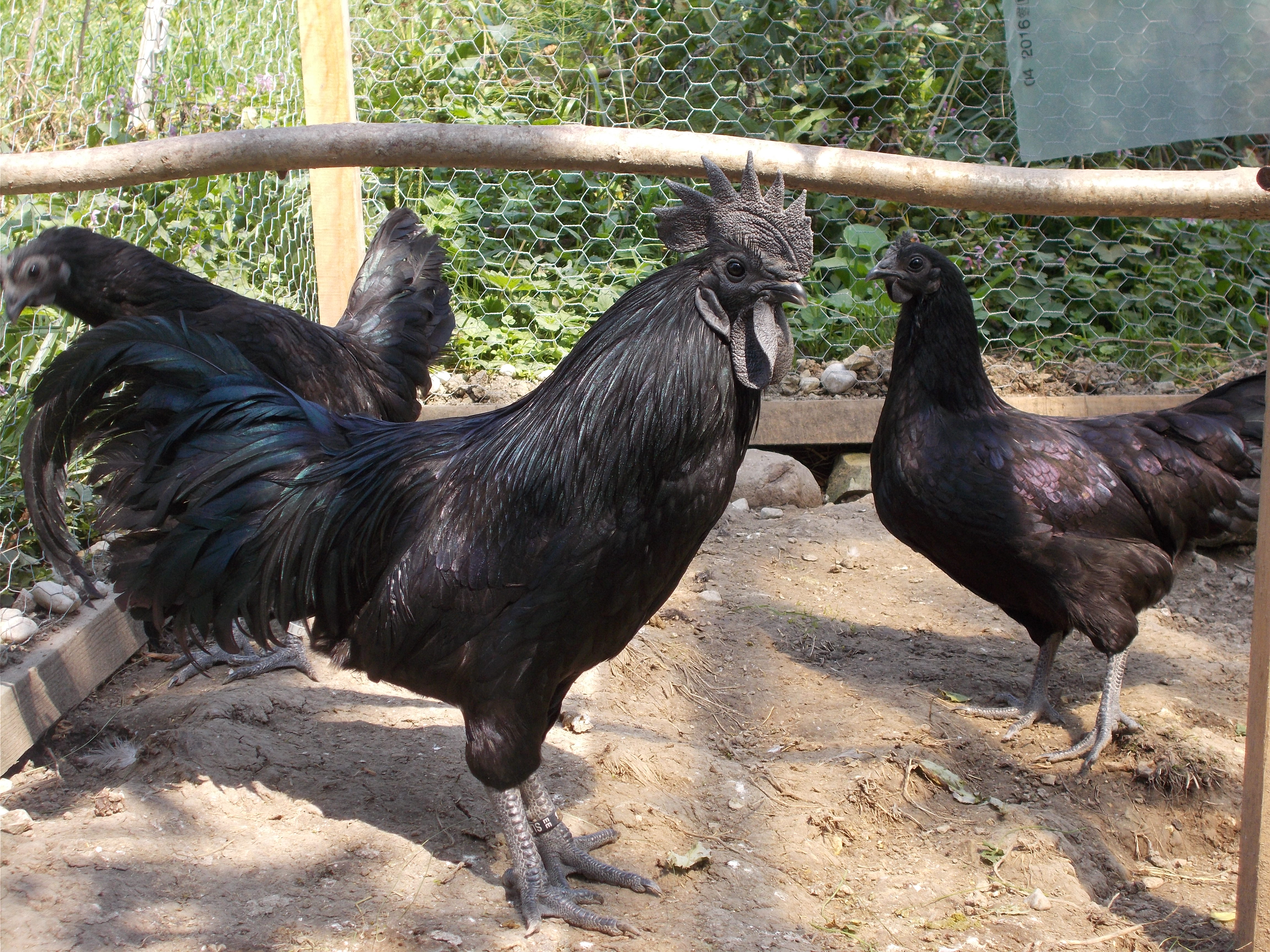 Cemani group