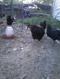 Center - Black AM Smith/Blehm lines, Rear Black Lav splits -2 roos, 1 hen, unrelated Lav hen
